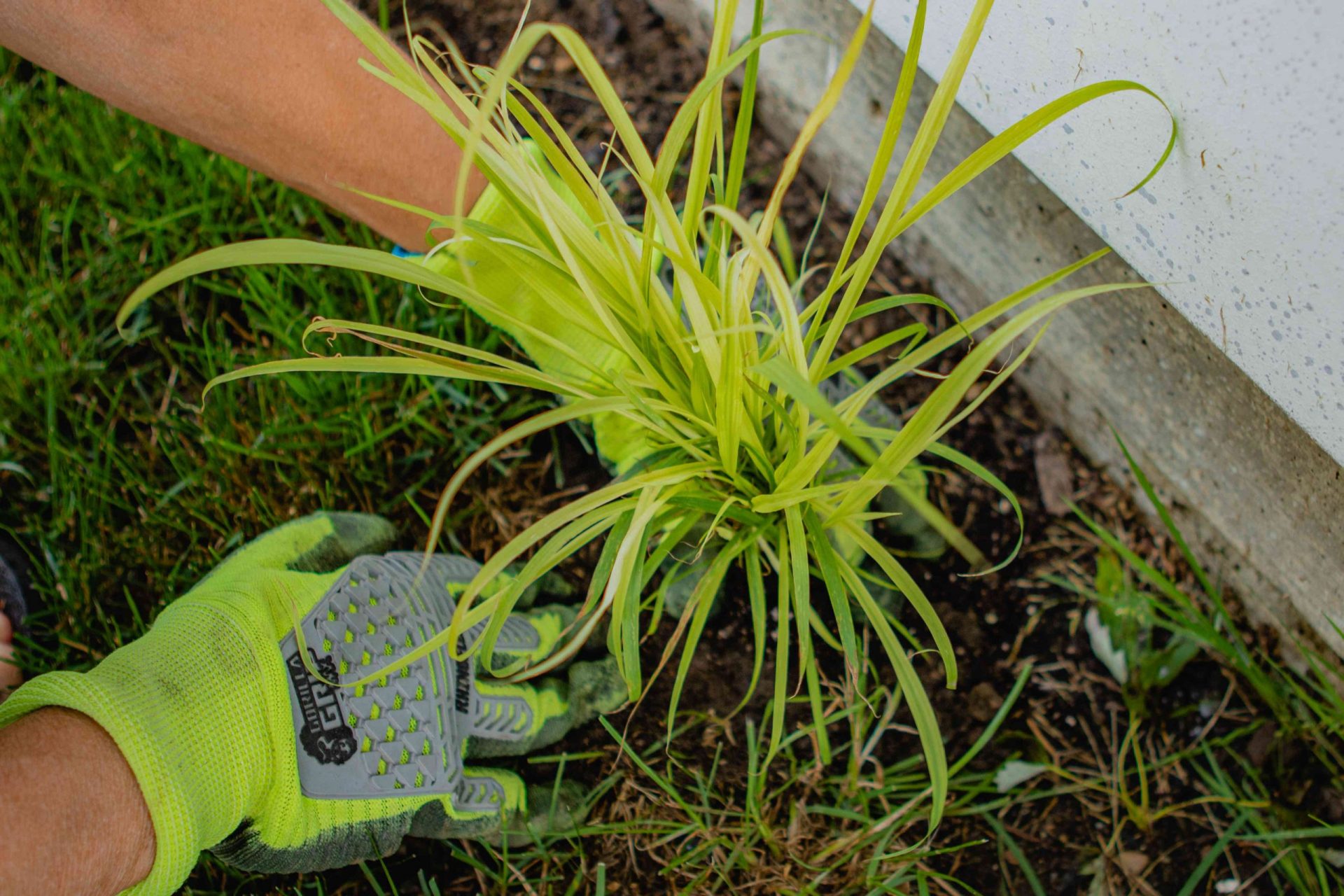dos manos con guantes de jardinero de neón plantan la planta de hierba limón en el suelo