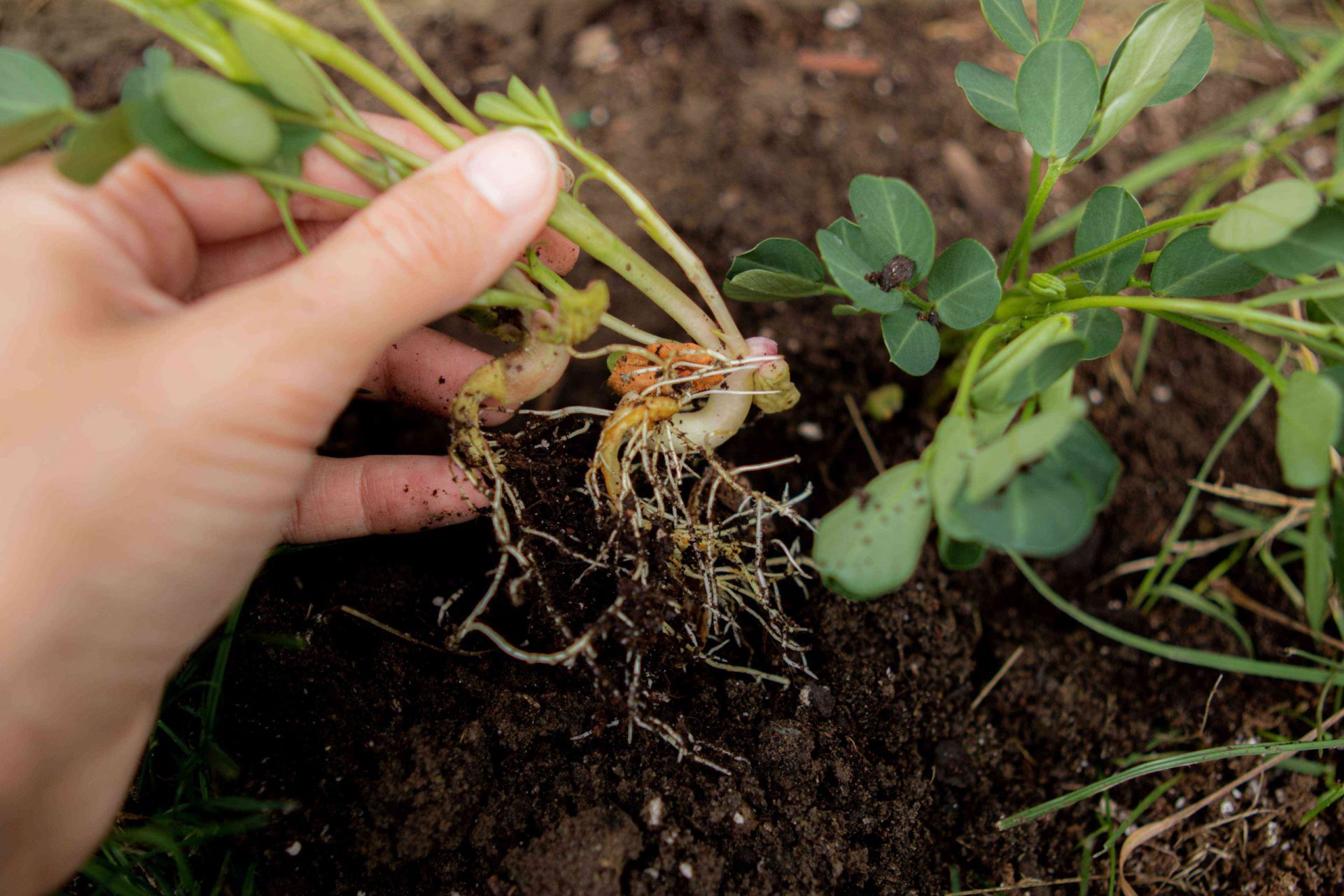 la mano saca la planta de cacahuete del suelo para mostrar las raíces desnudas