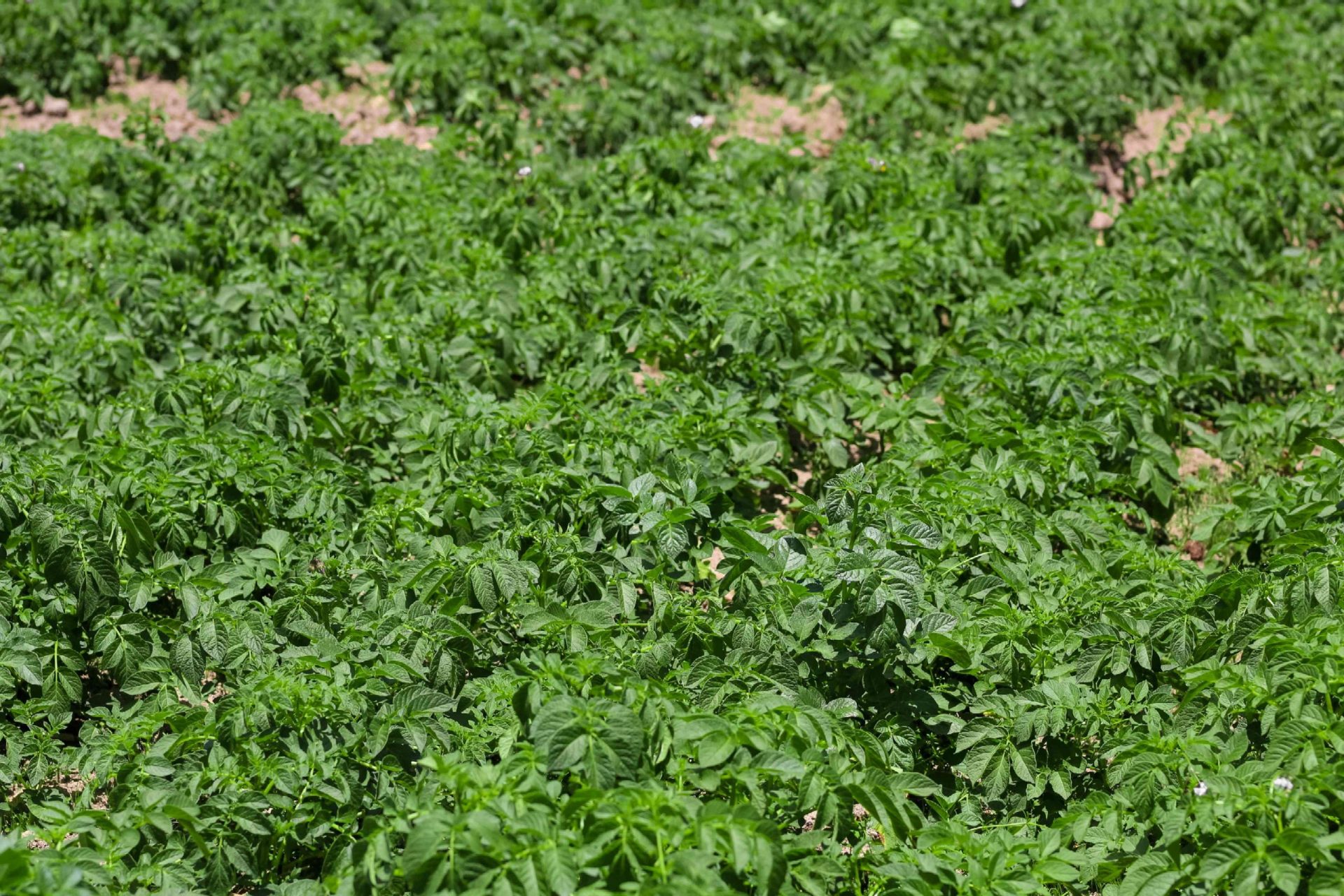 gran campo al aire libre de plántulas de patata que crecen como lianas verdes brillantes