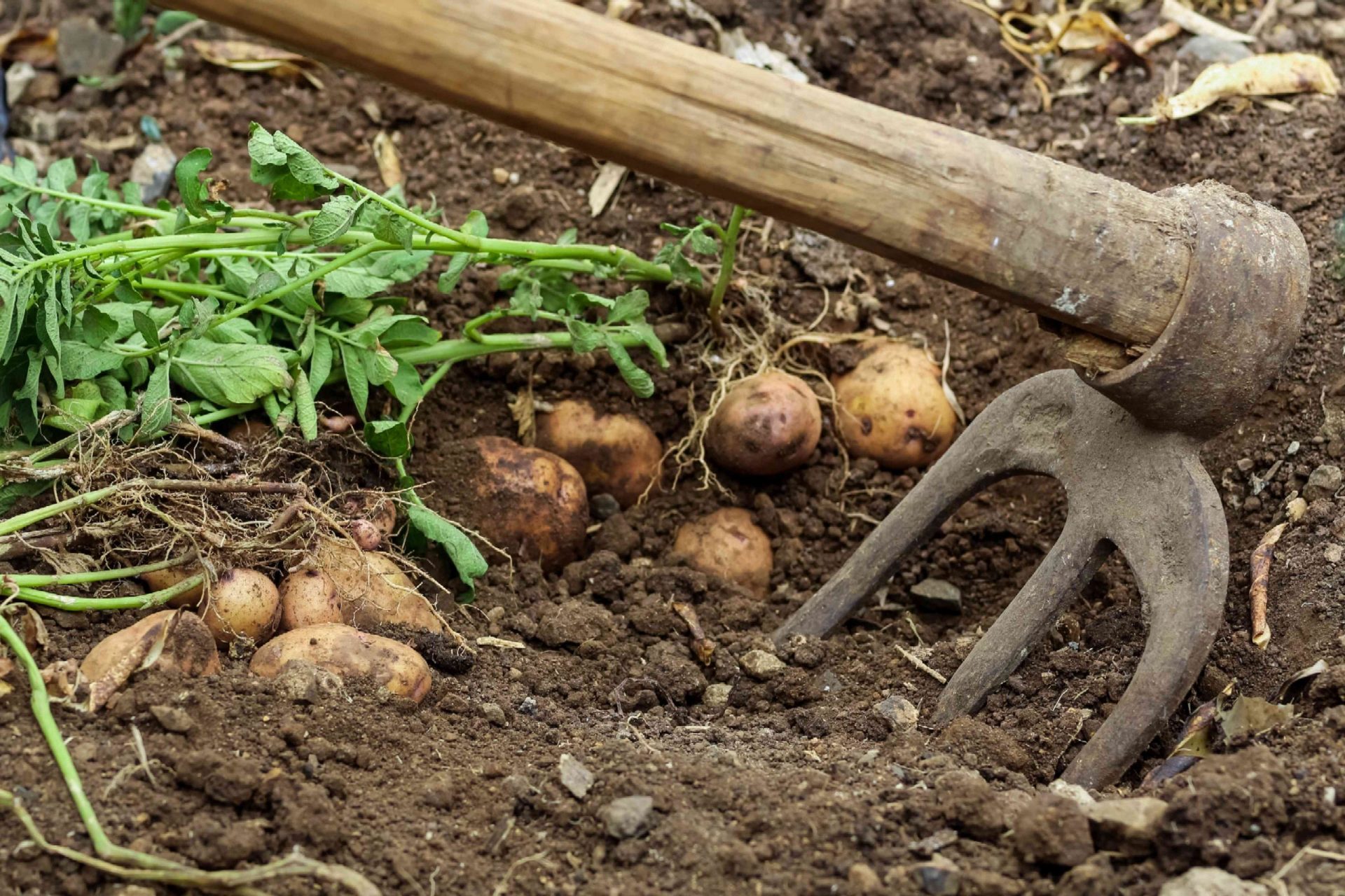 La paleta de madera para jardín se utiliza para excavar en la tierra y soltar las patatas maduras en la tierra
