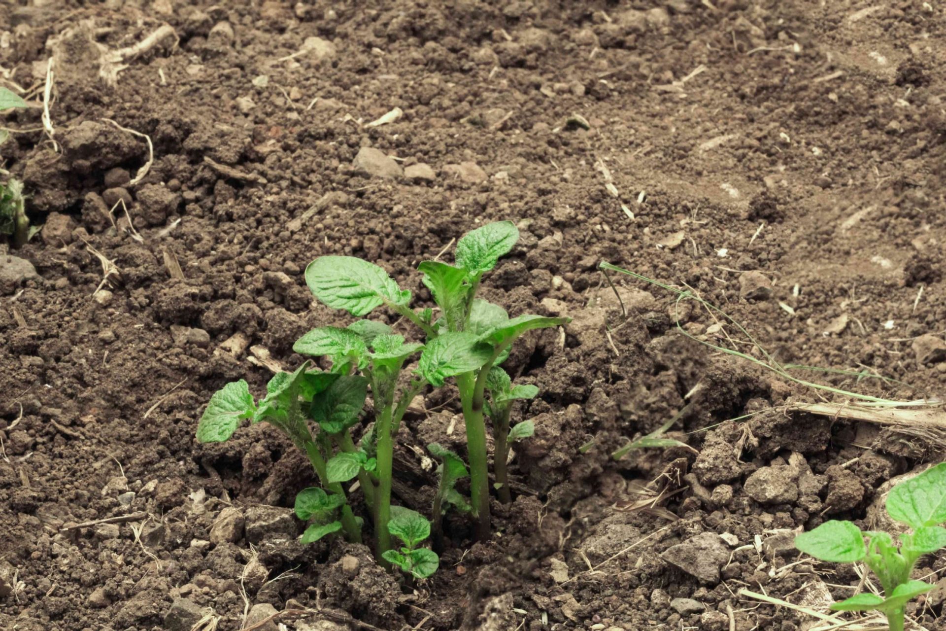 un pequeño plantón de patata crece en la tierra del jardín exterior