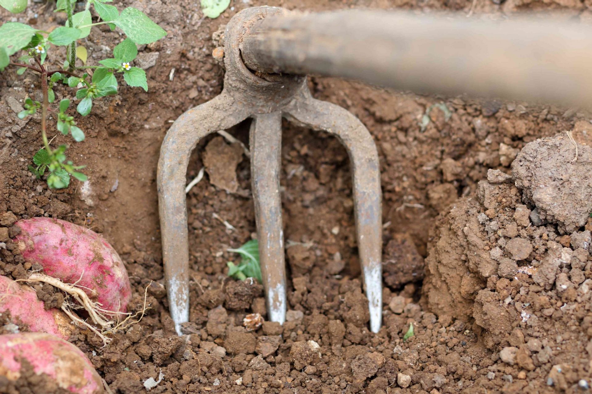 gran horca de metal excava en la tierra para cosechar batatas en el suelo