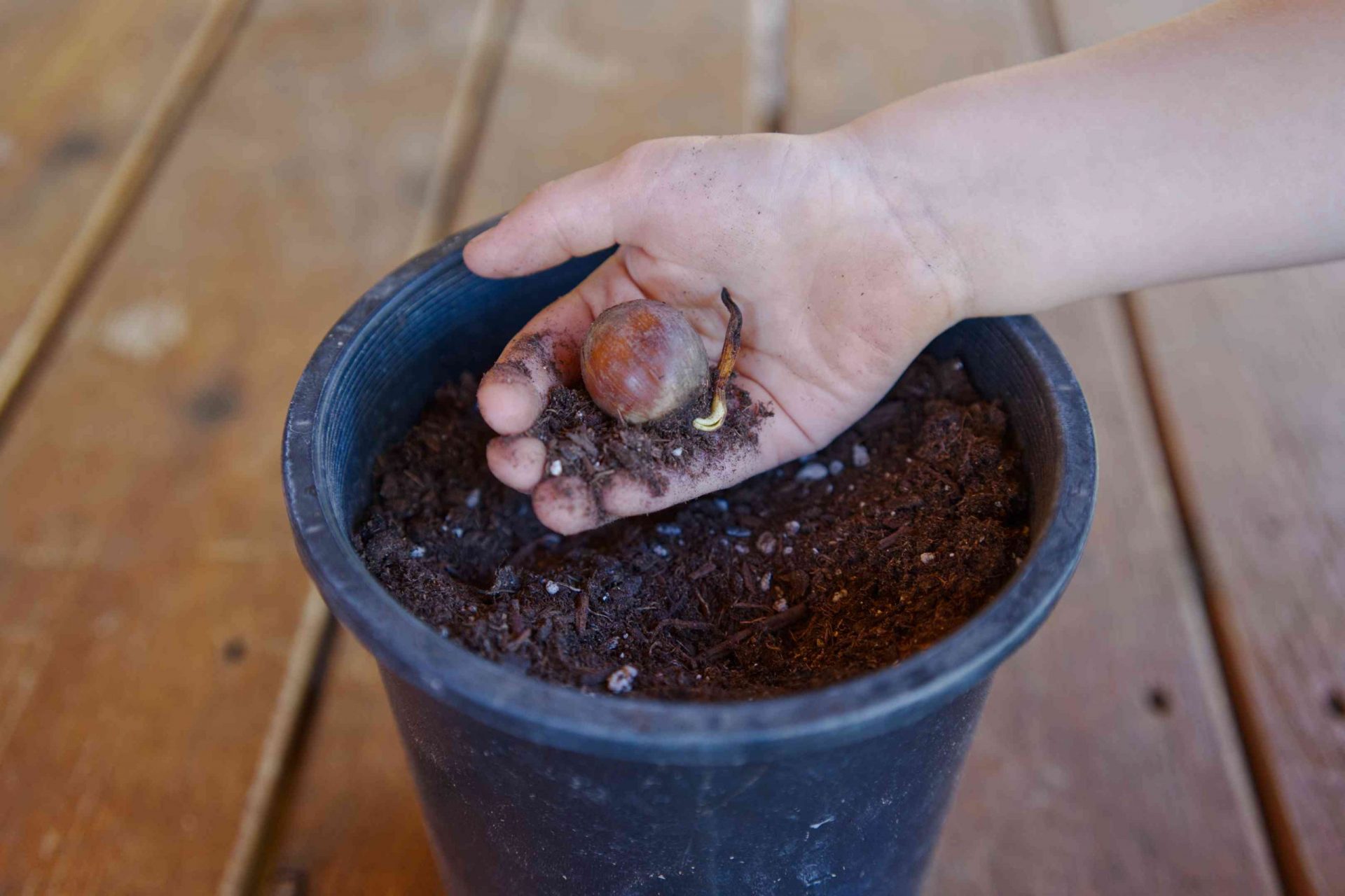 la mano coloca la semilla de bellota germinada en un recipiente de plástico de un galón lleno de tierra
