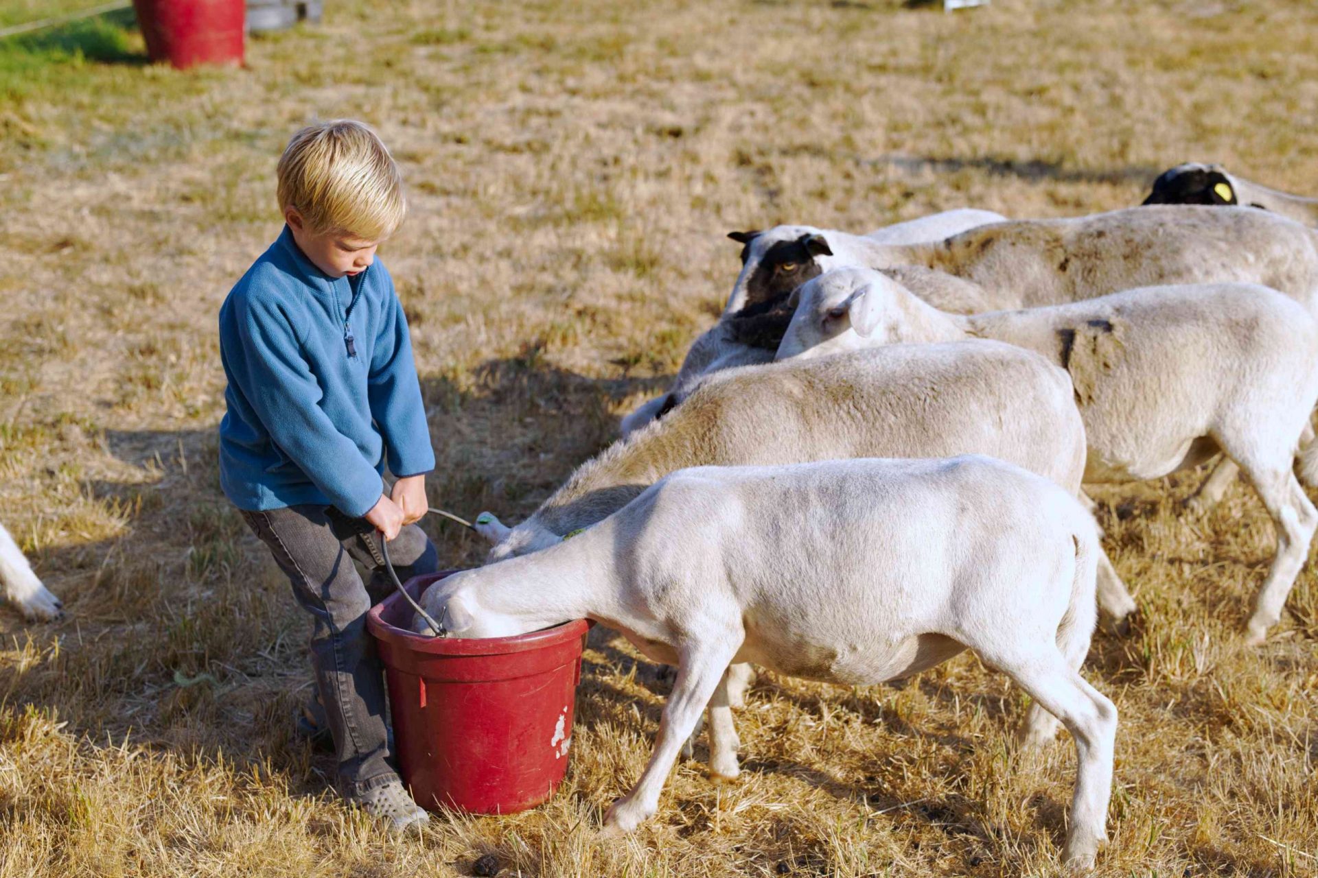niño sostiene un cubo rojo lleno de comida para las ovejas que asoman la cabeza