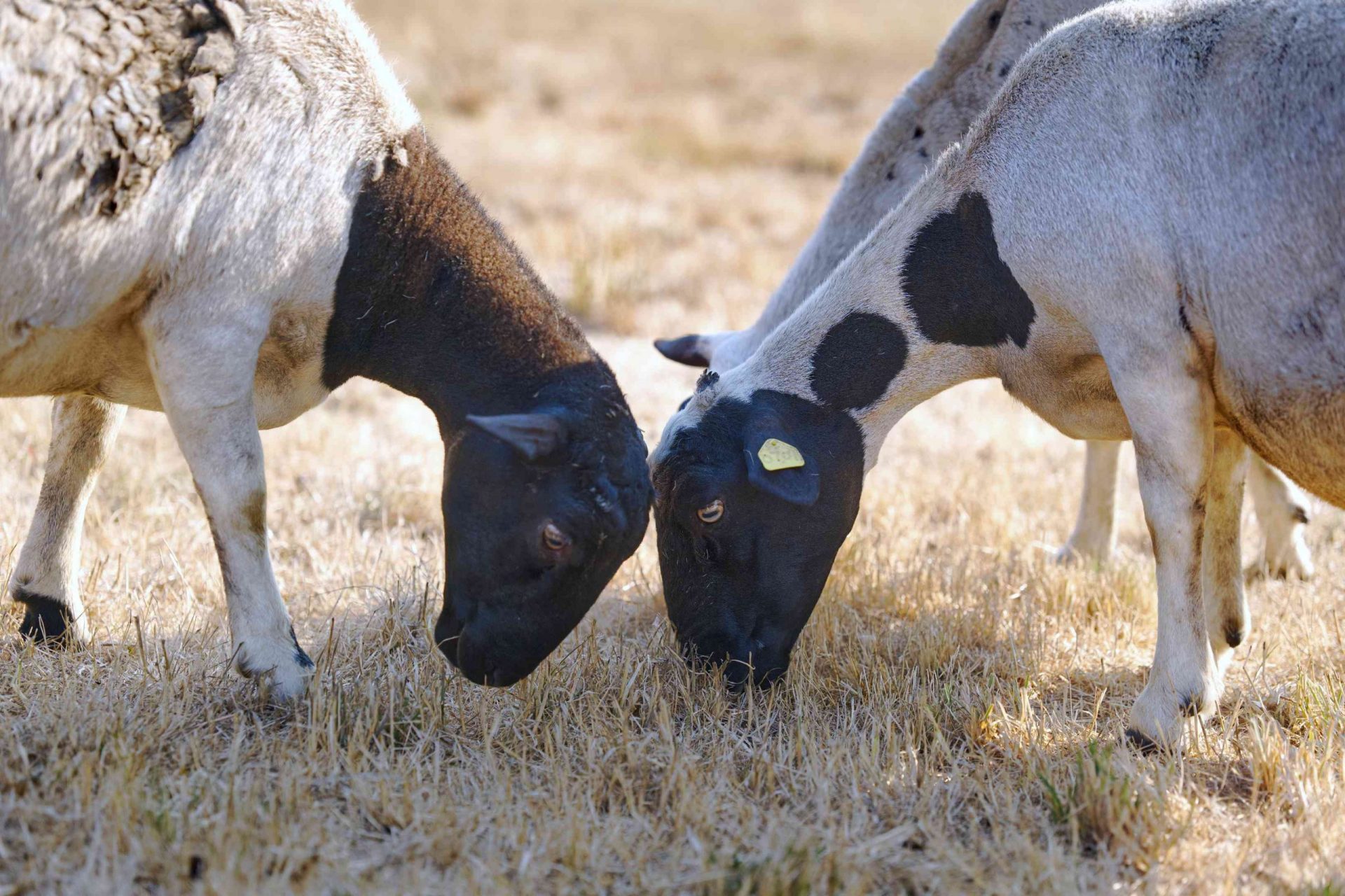 tres ovejas bajan la cabeza en la hierba seca pastando para comer