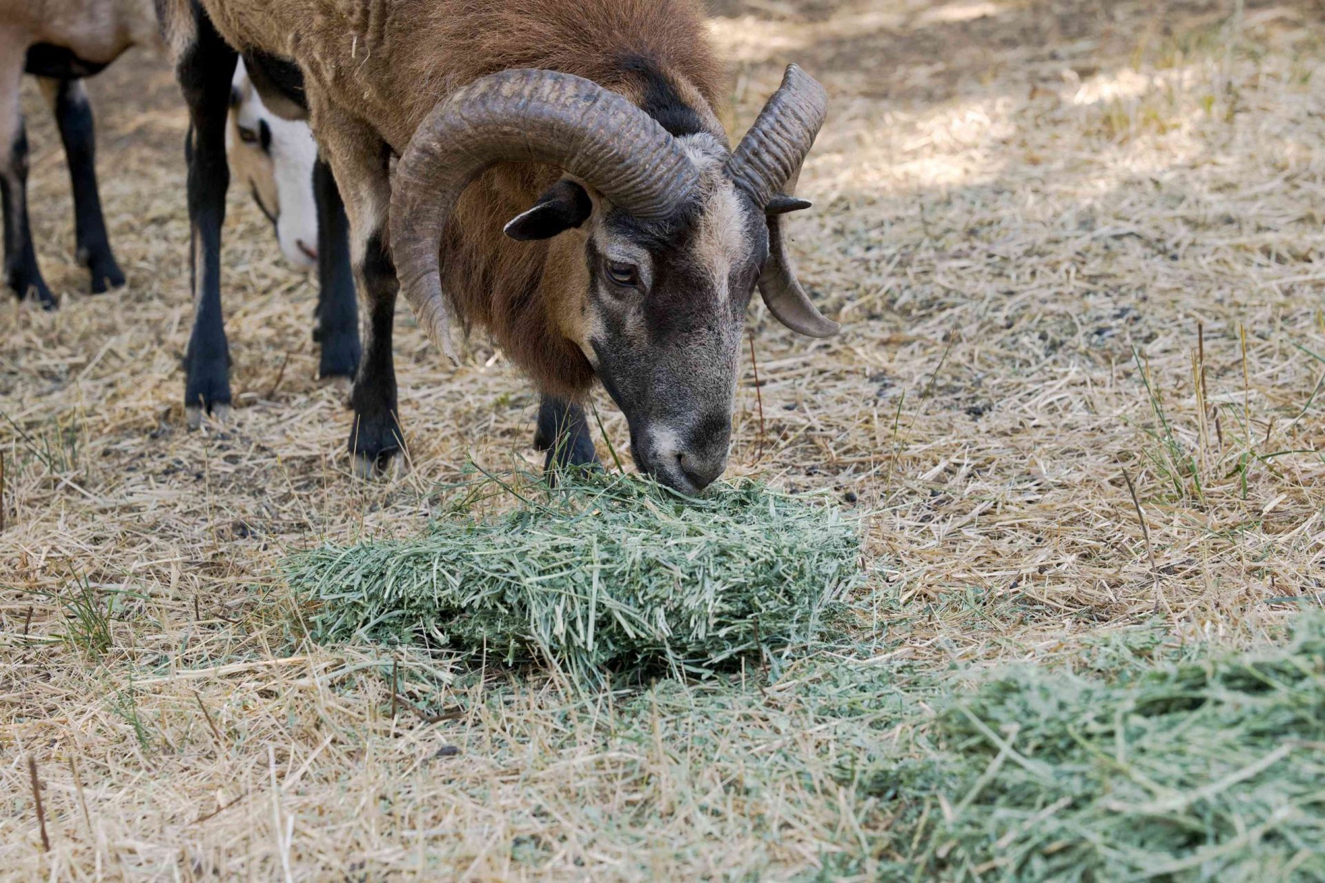 oveja negra grande mastica alfalfa en el suelo