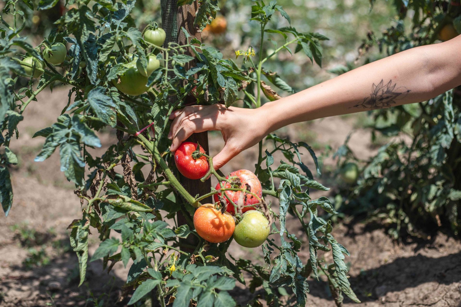 la mano se extiende para arrancar tomates rojos maduros de la planta de tomate que crece en el jardín