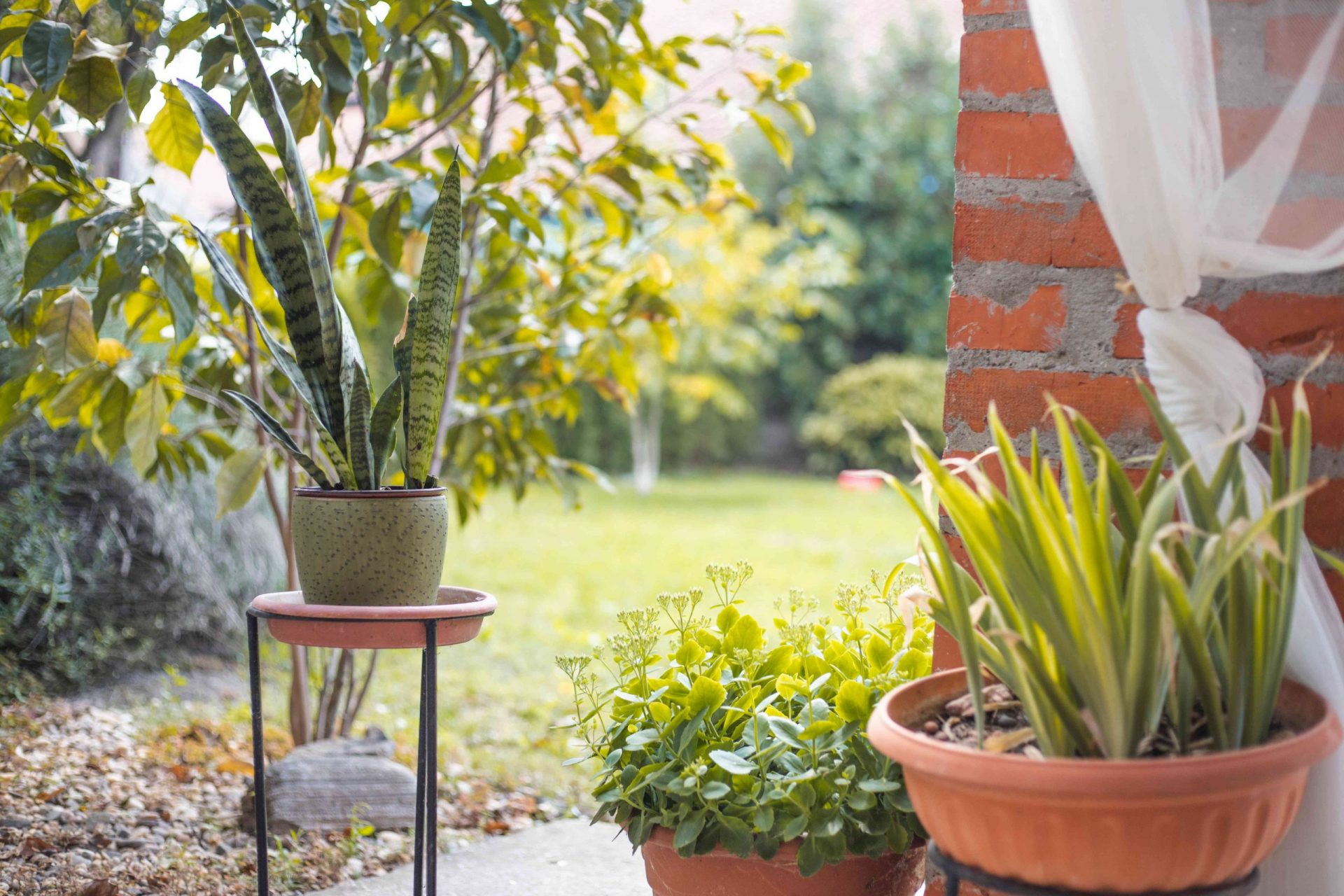 Las Sansevierieas crecen en un recipiente redondo sobre un soporte de plantas en el patio