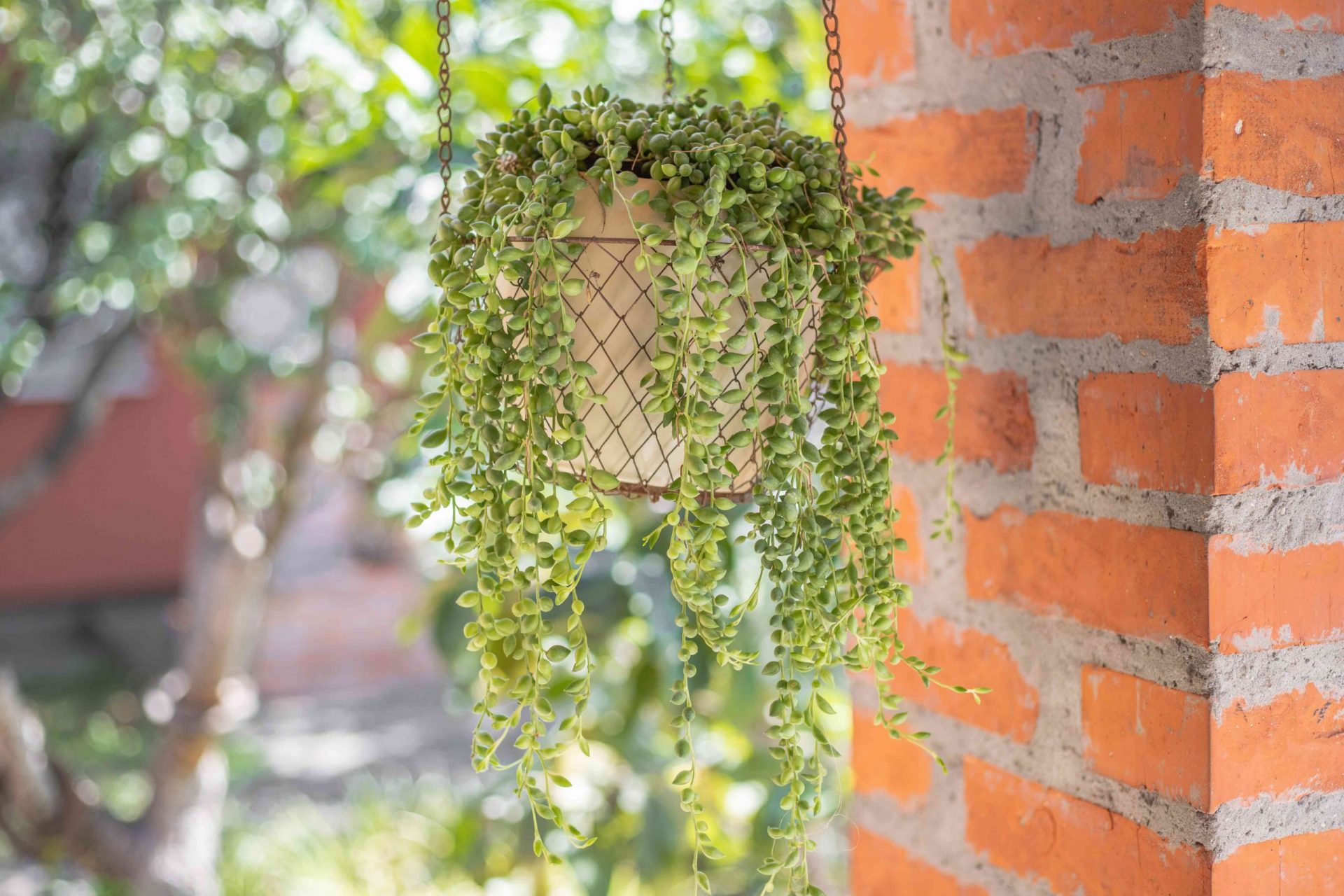 planta madura de cordón de perlas en una cesta de alambre colgante en el exterior cerca de la pared de ladrillo