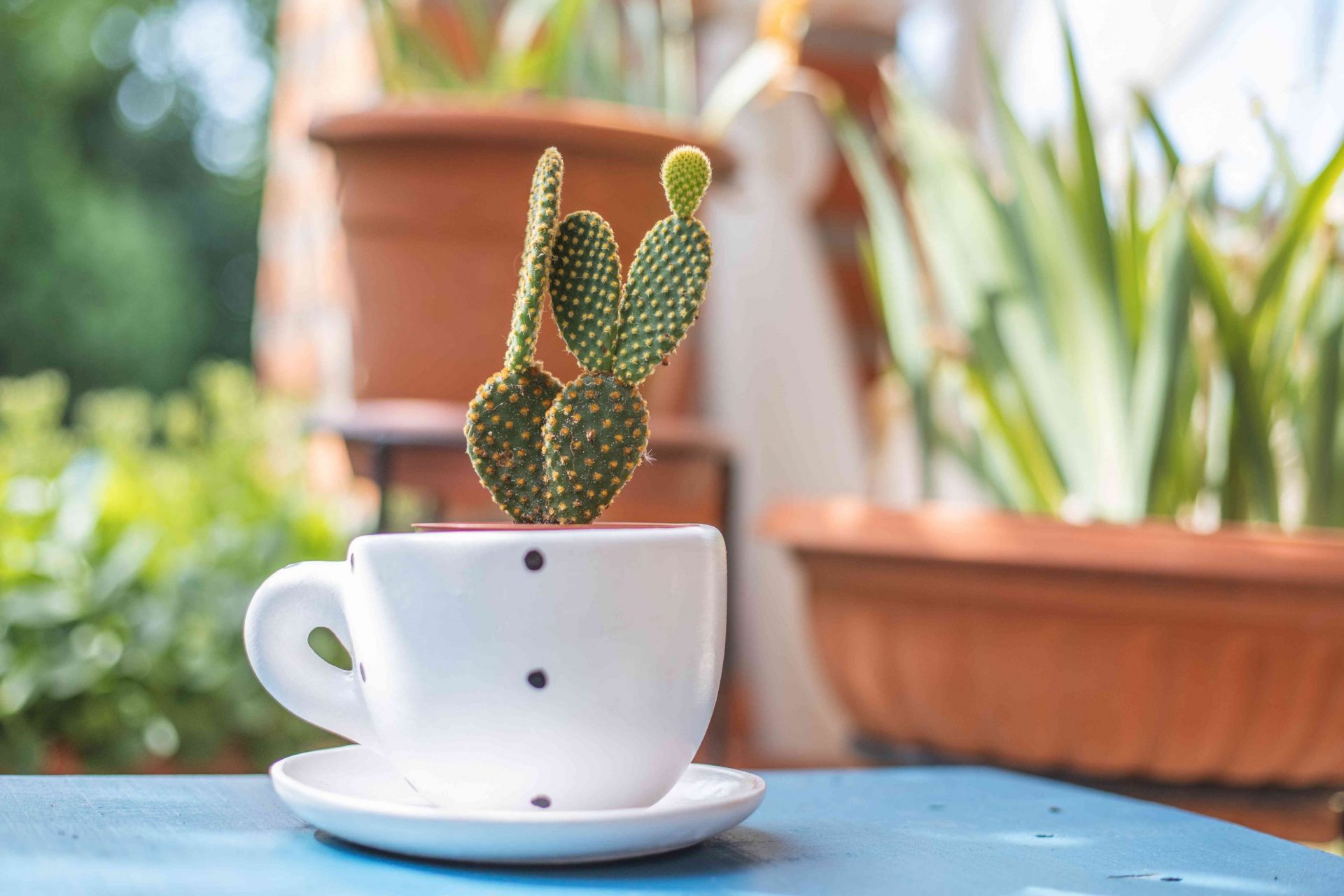 el pequeño cactus espinoso crece en una taza de té blanca en el patio