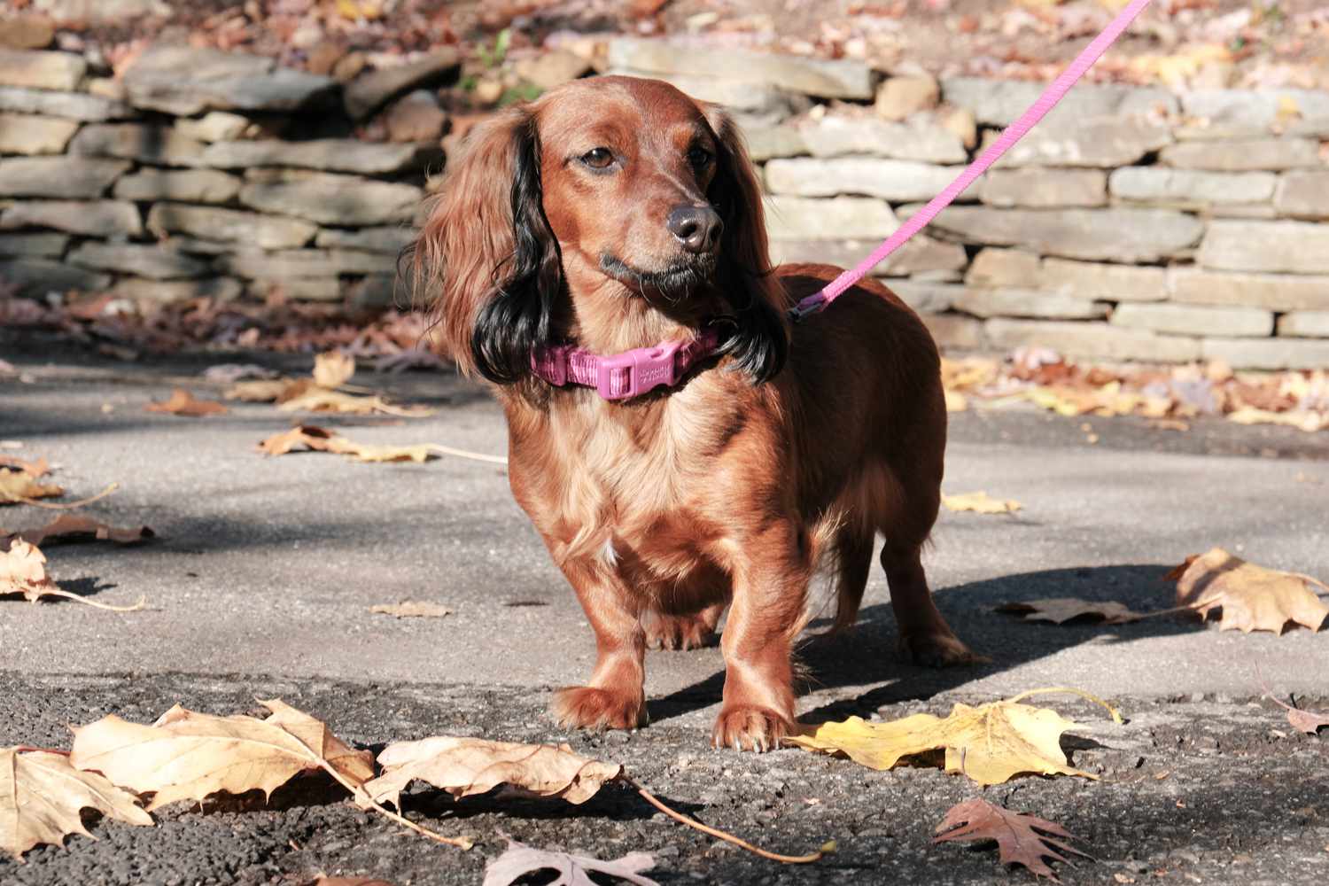 perro salchicha de pelo largo con correa rosa hace una pausa en la caminata por un sendero pavimentado con hojas