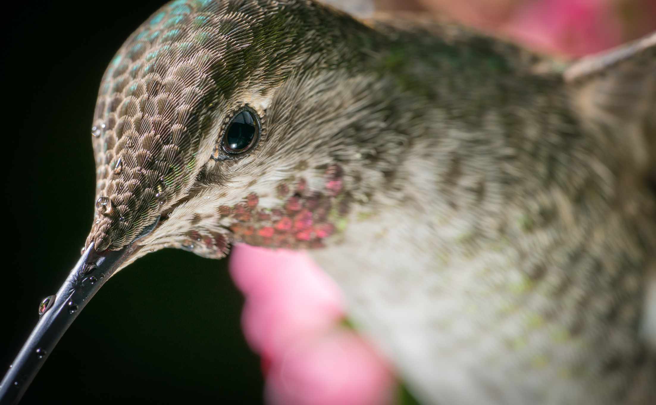 primer plano de un colibrí de color apagado con pequeñas plumas visibles como pestañas alrededor del ojo