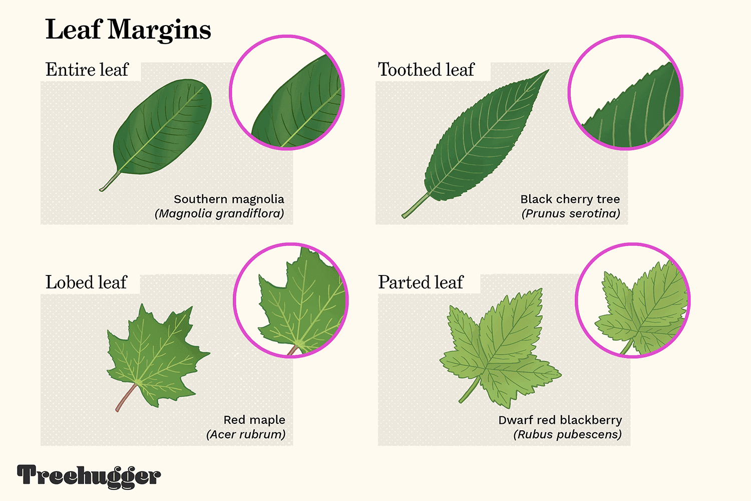 ilustración de los márgenes de las hojas