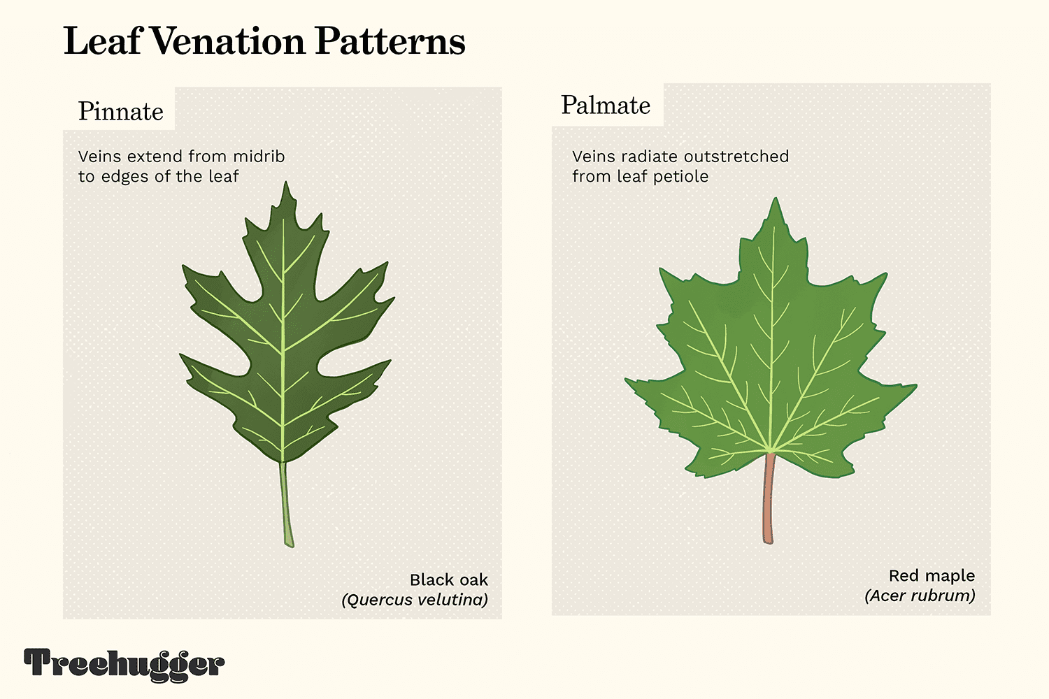 ilustración de los patrones de venación de las hojas
