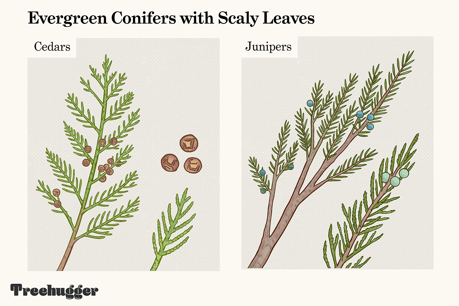 ilustración de identificación de coníferas de hoja perenne