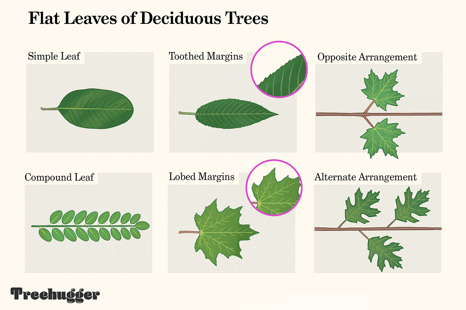 identificación de las hojas planas de los árboles caducifolios ilustración