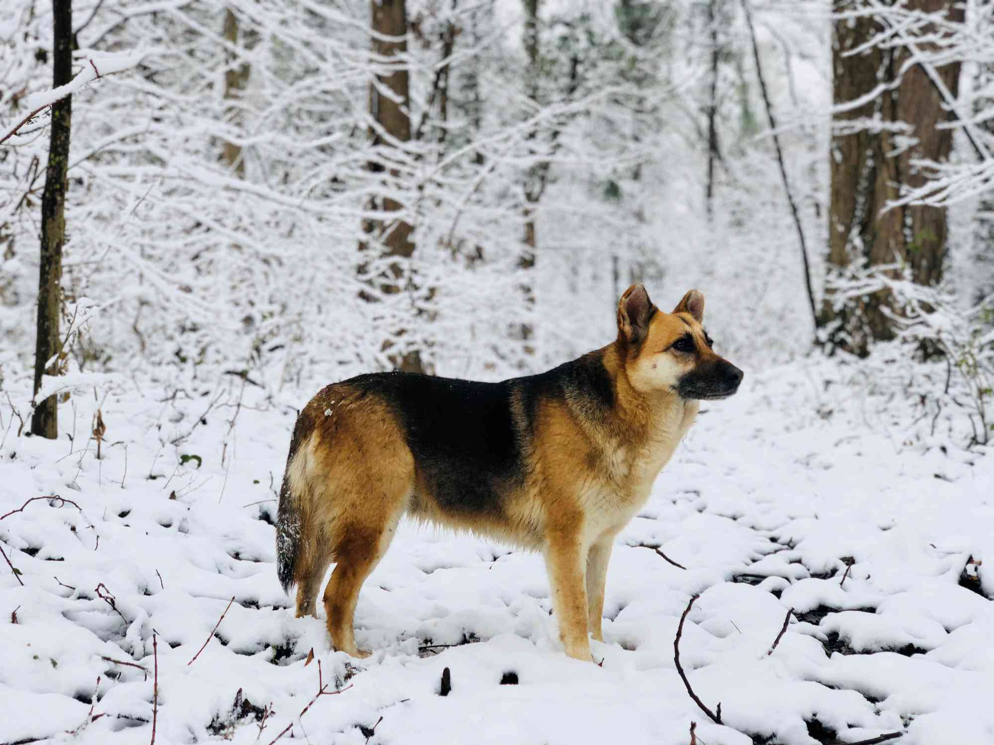 perfil de pastor alemán de pie en un bosque nevado