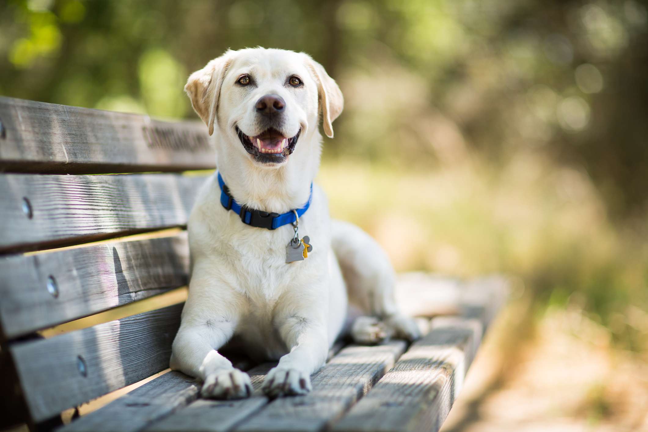 perro labrador amarillo sonríe en un banco al aire libre