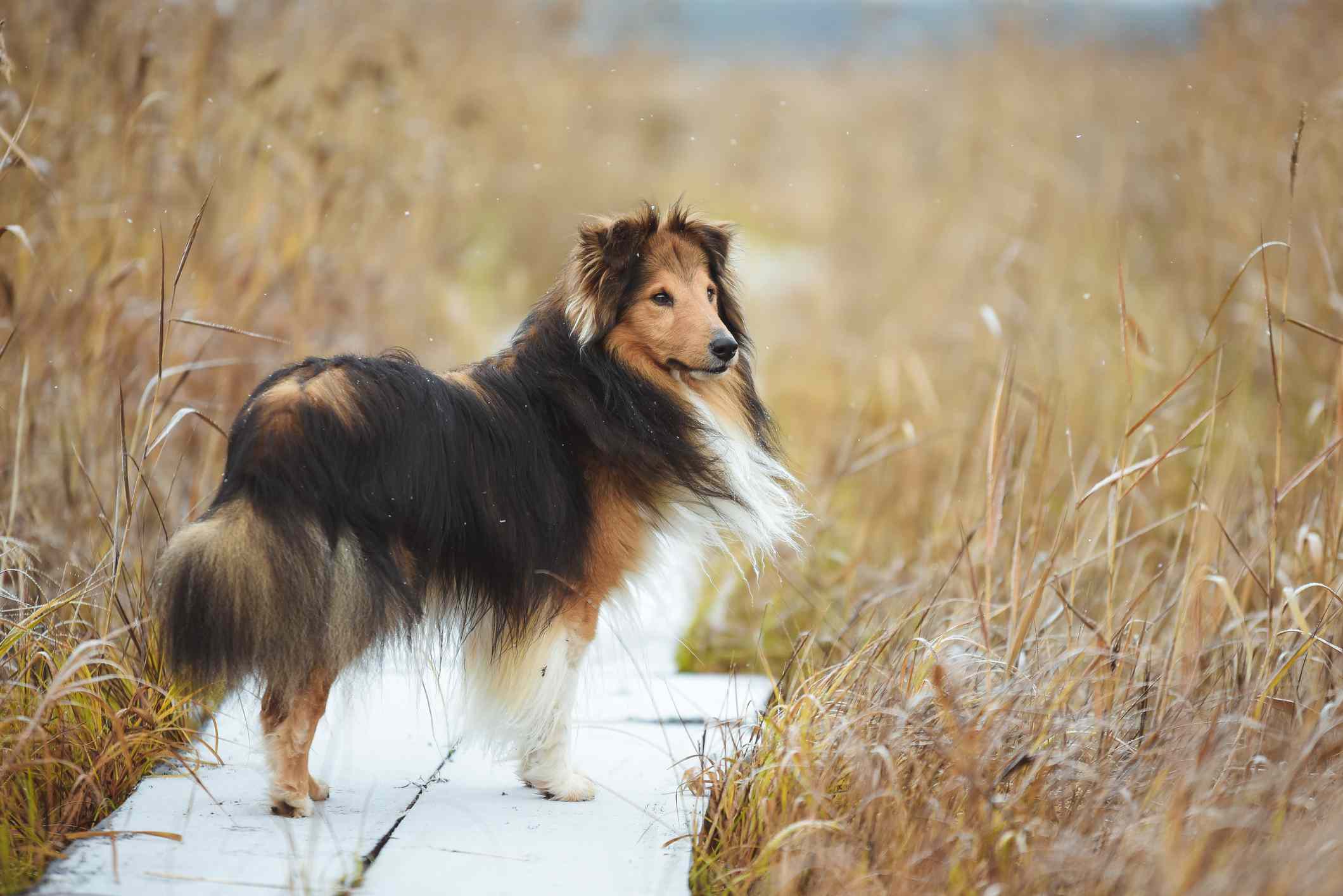 mullido perro pastor de las Shetland en un camino de madera rodeado de hierba alta y seca