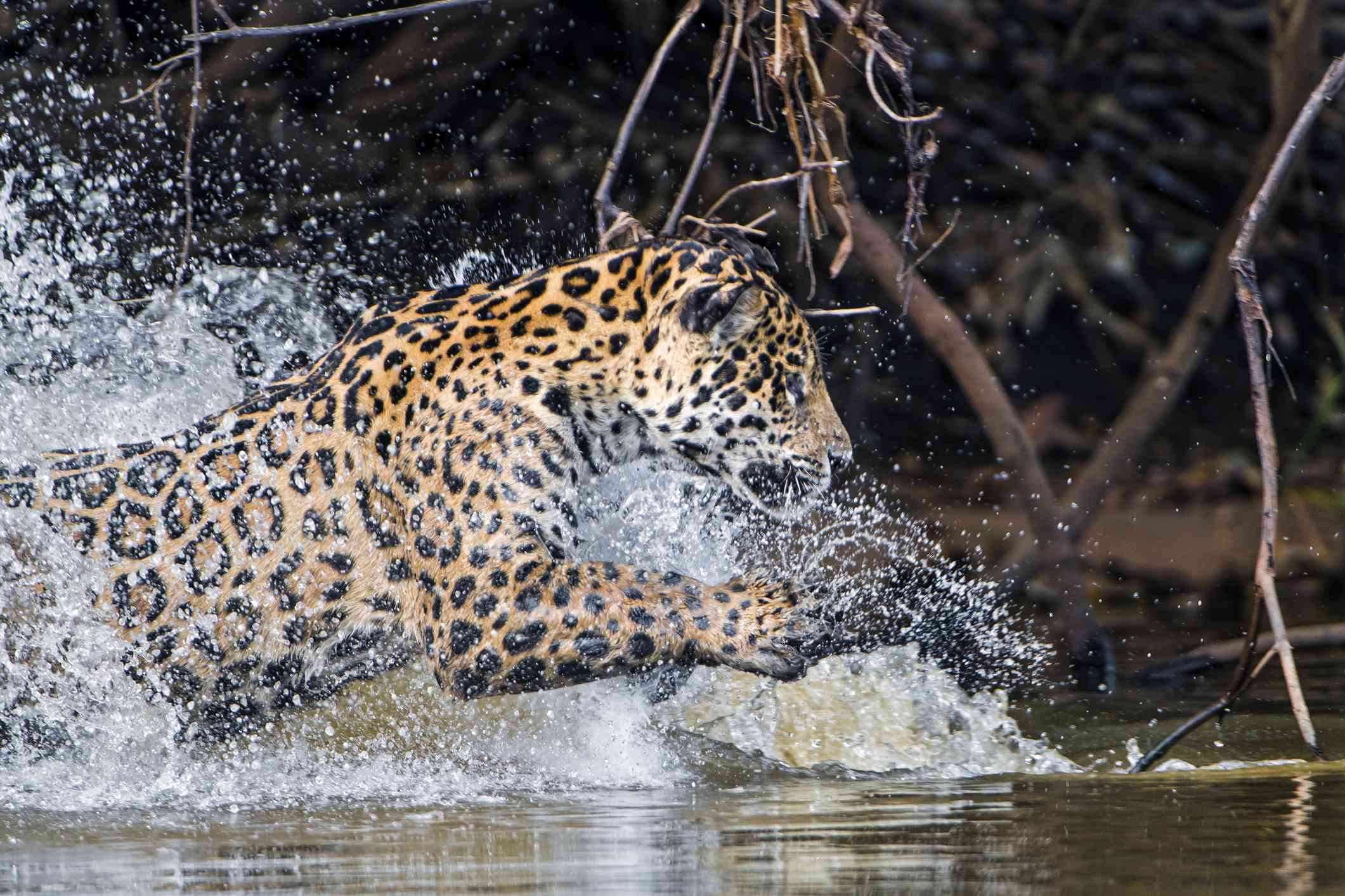 Jaguar corriendo en el agua
