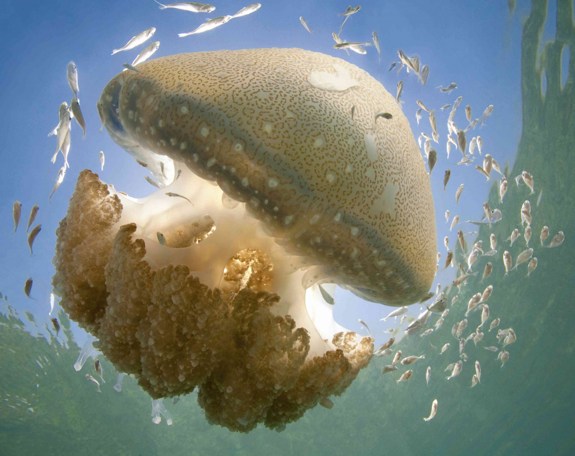 medusas nadando con peces reales
