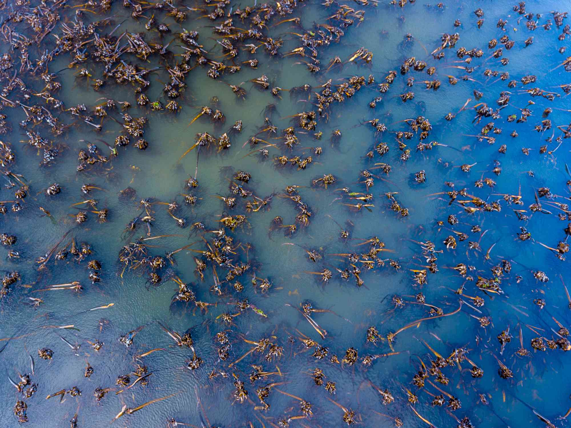 Bosque de algas desde arriba (aéreo)