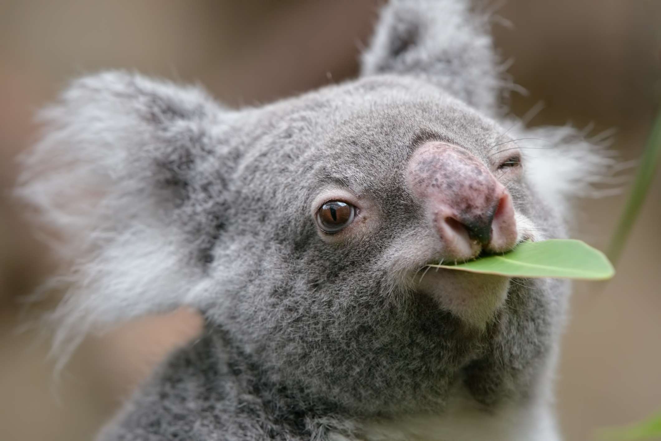 koala comiendo una hoja de eucalipto