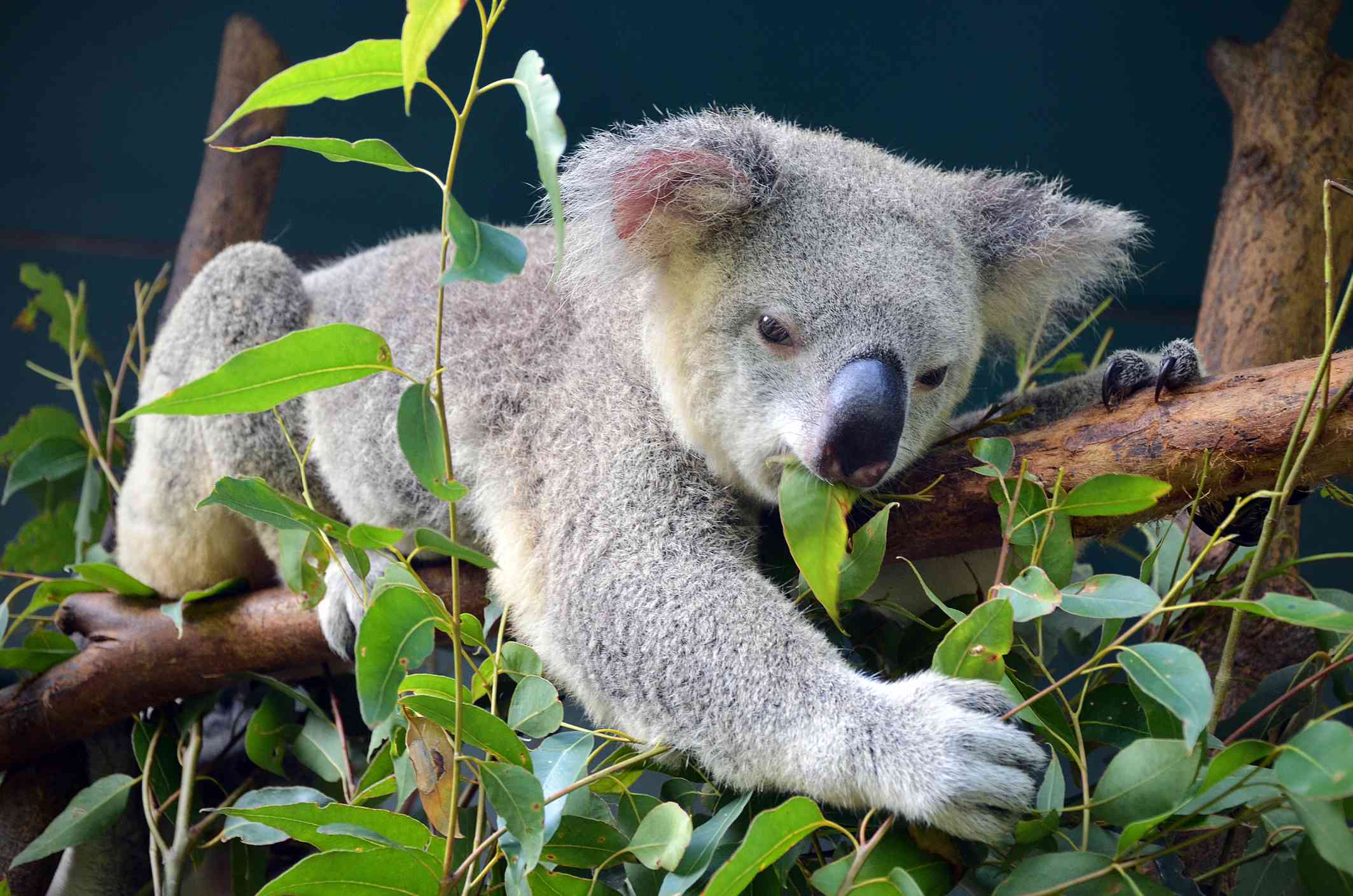 koala comiendo hojas