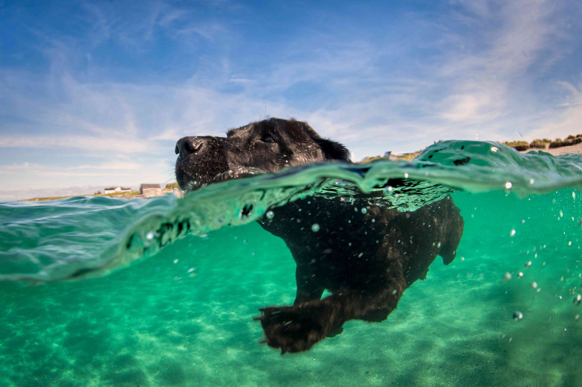 labrador negro nadando en el agua, vista a nivel de la superficie mostrando la pata palmeada