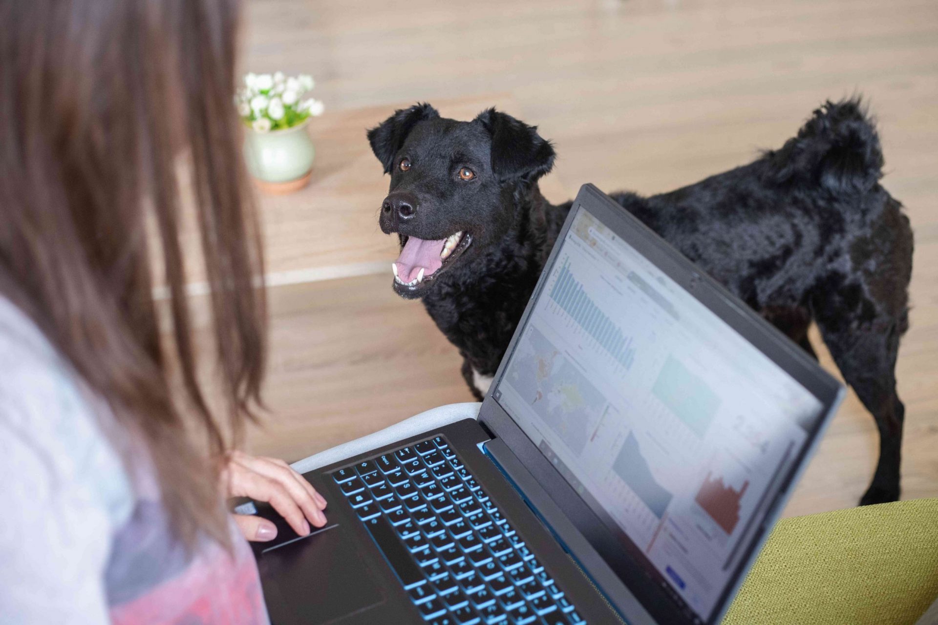 una persona trabaja en el ordenador portátil dentro de casa mientras el perro negro le mira con avidez