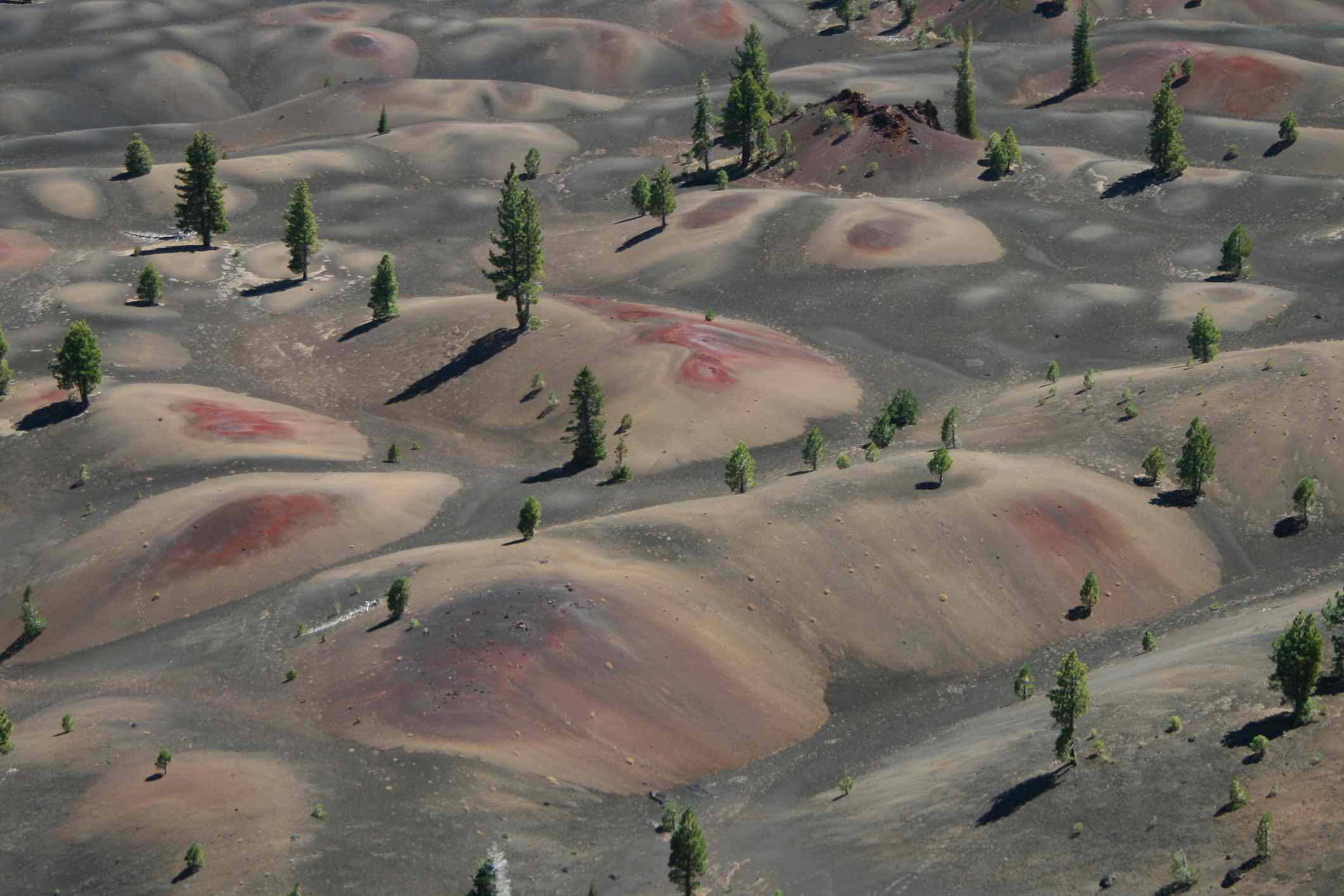Dunas de arena gris, roja y tostada salpicadas de pinos