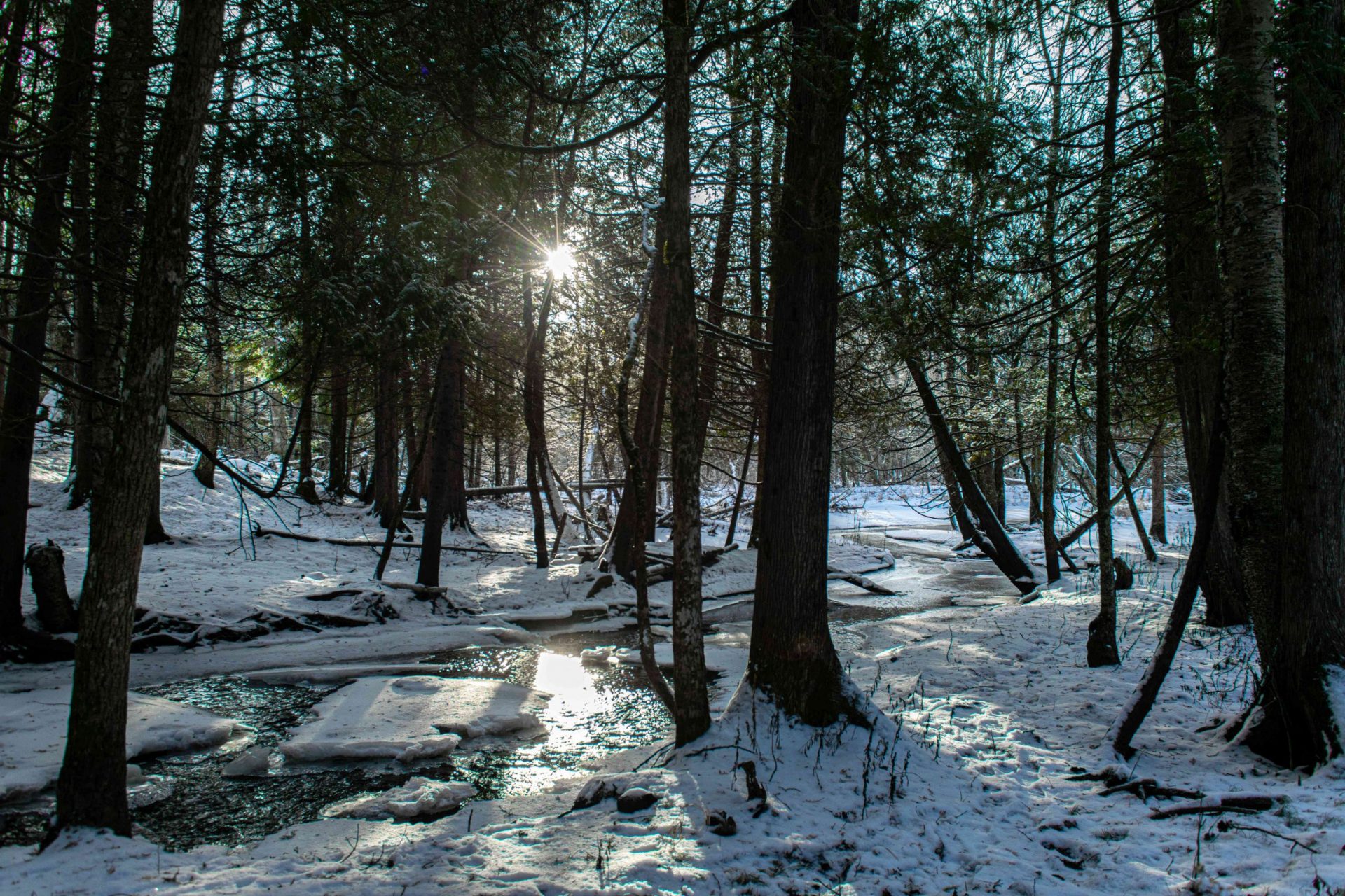el sol del último día se abre paso entre los árboles y la nieve