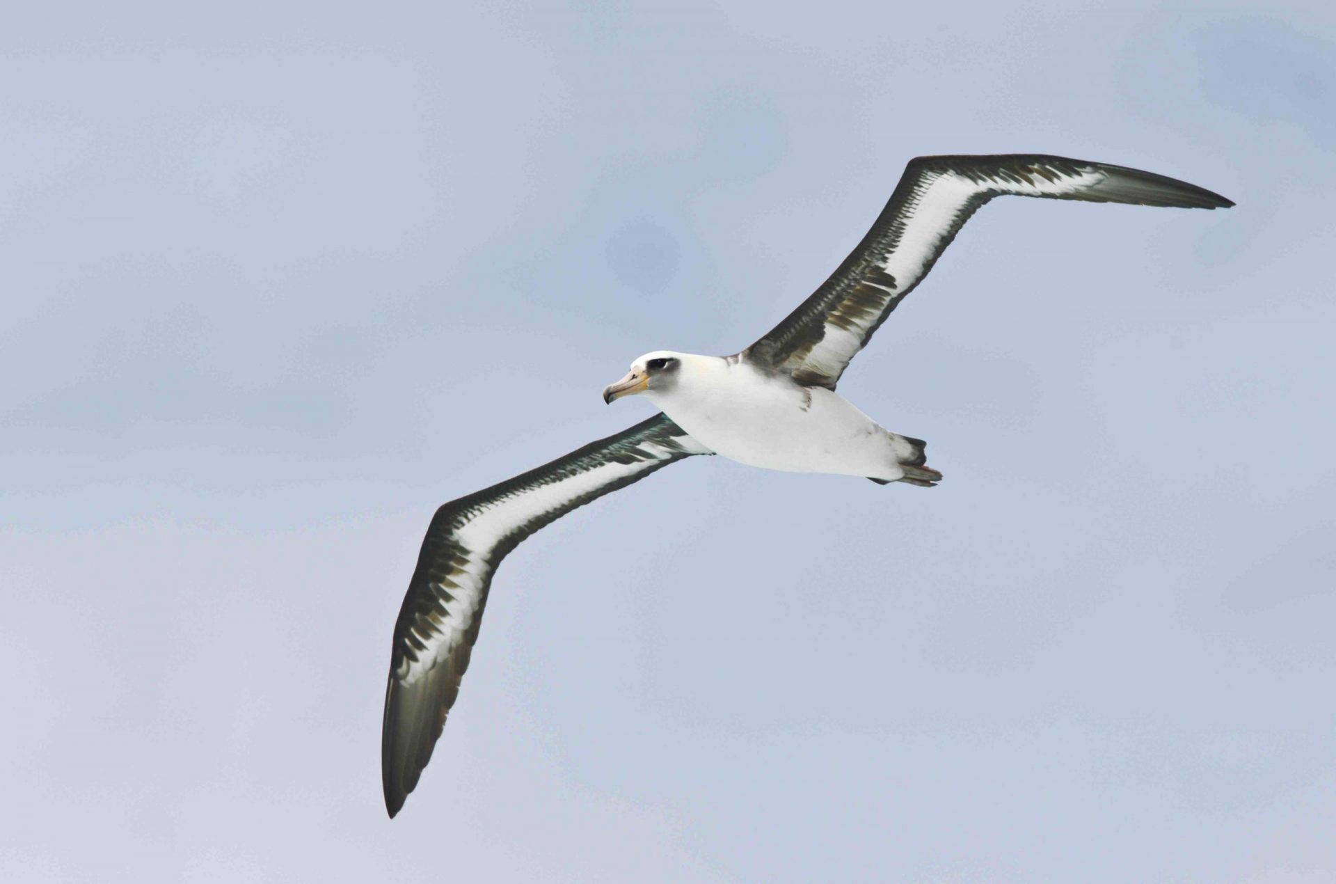 Albatros de Laysan en vuelo