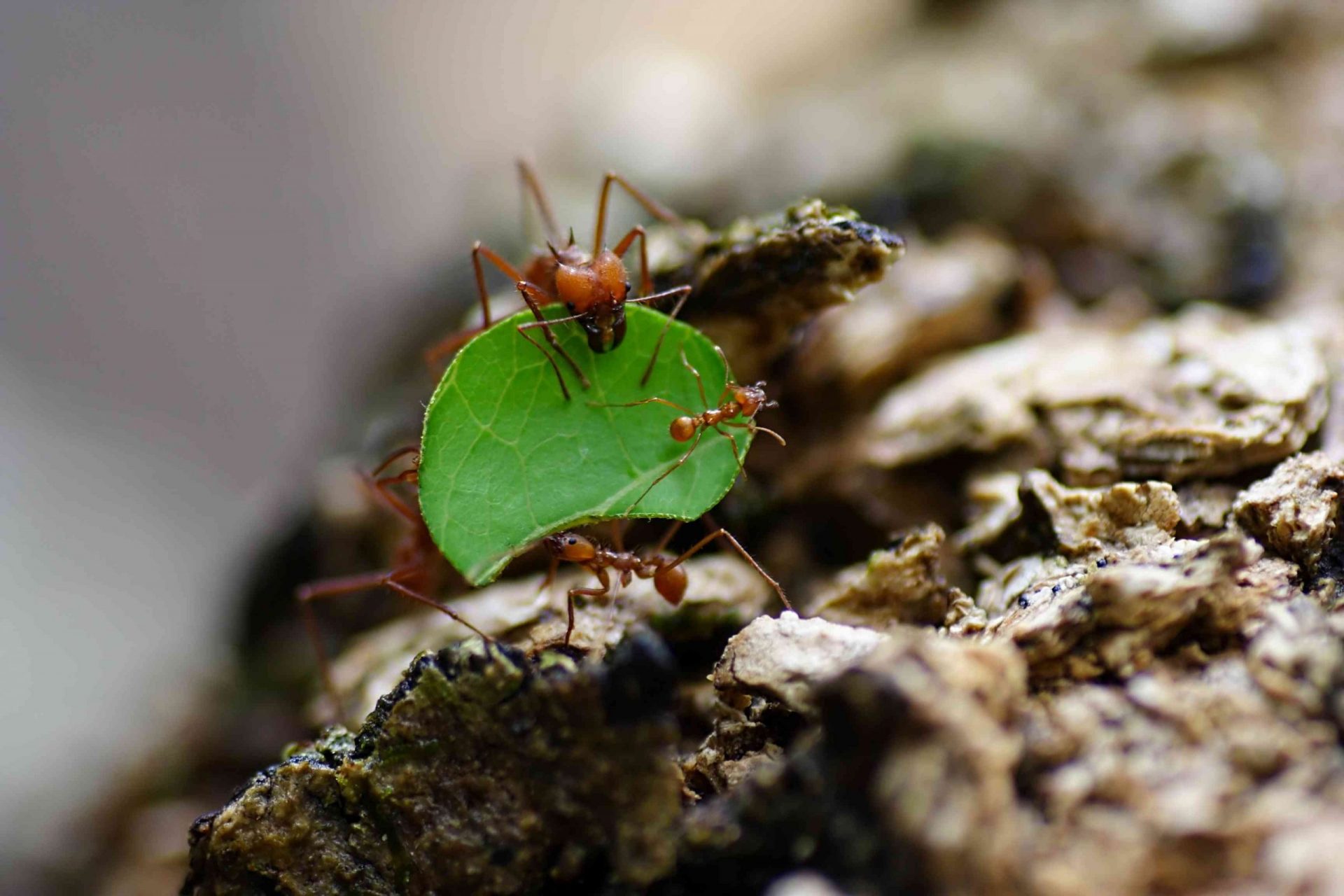 Hormiga cortadora de hojas llevando una hoja y otras hormigas