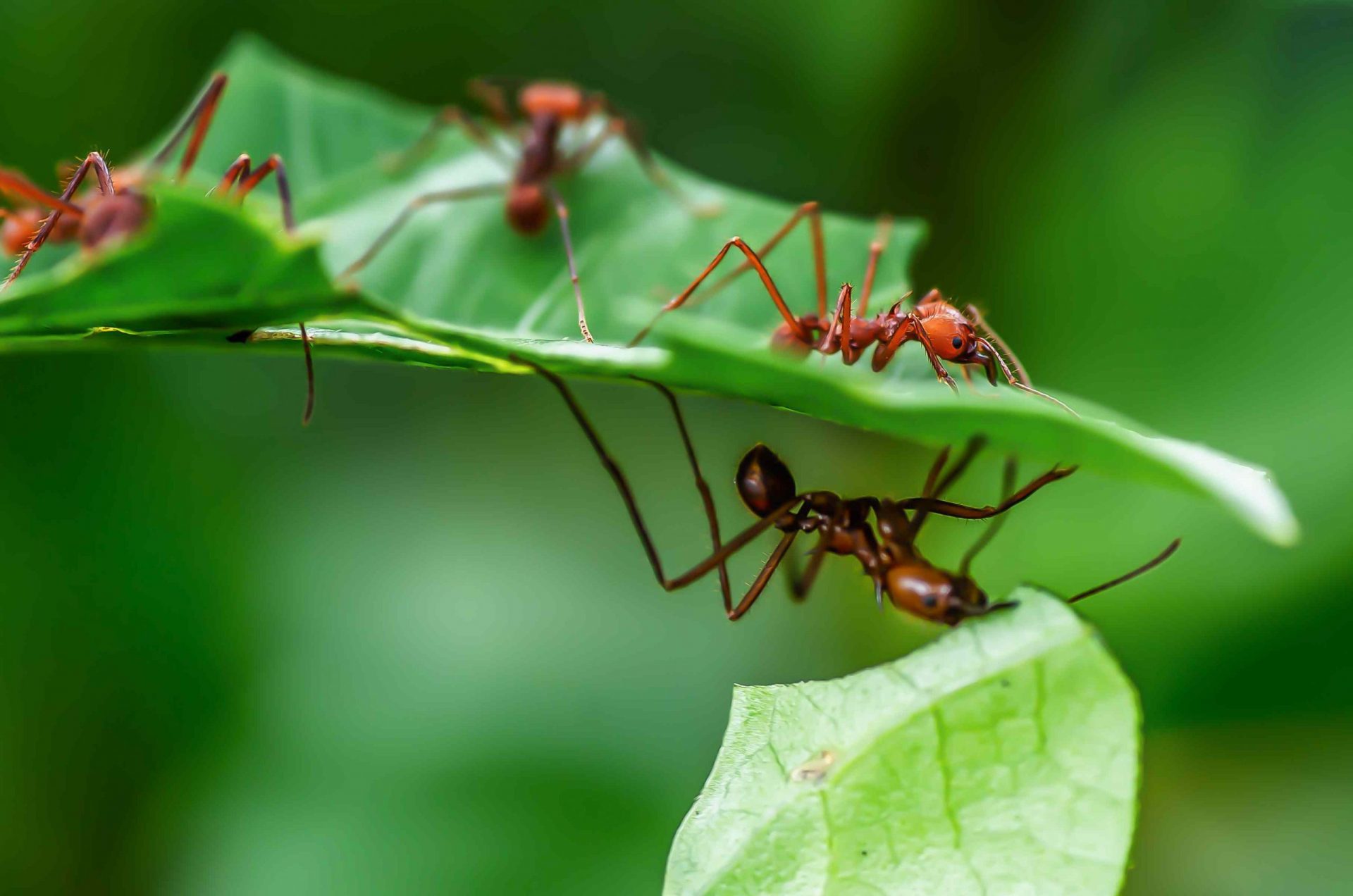 Hormigas cortadoras de hojas