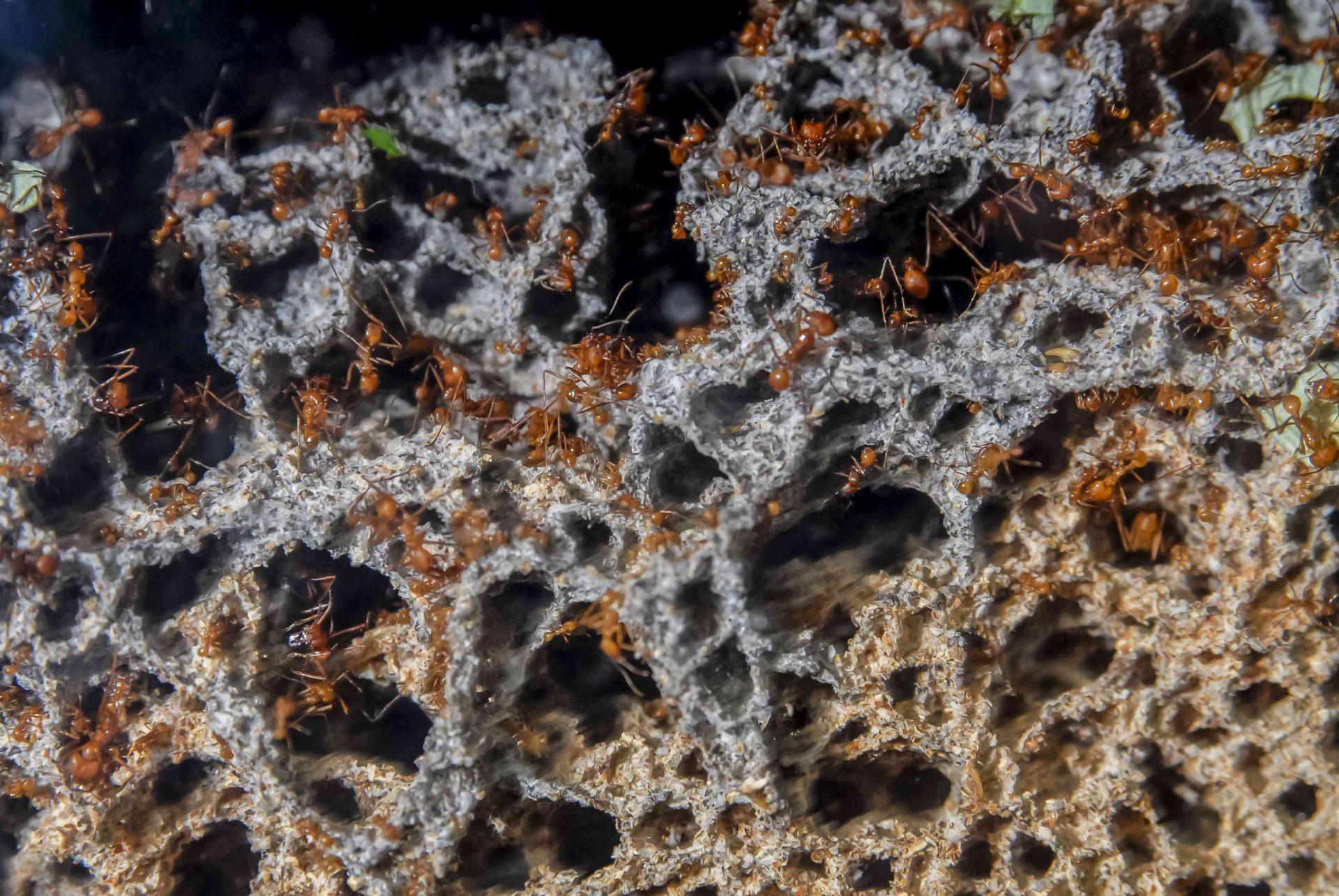 Hormigas cortadoras de hojas, Atta cephalotes, en su jardín de hongos, Los cultivos de hongos subterráneos de las hormigas cortadoras de hojas Atta pueden crecer hasta el diámetro de la cabeza de un hombre
