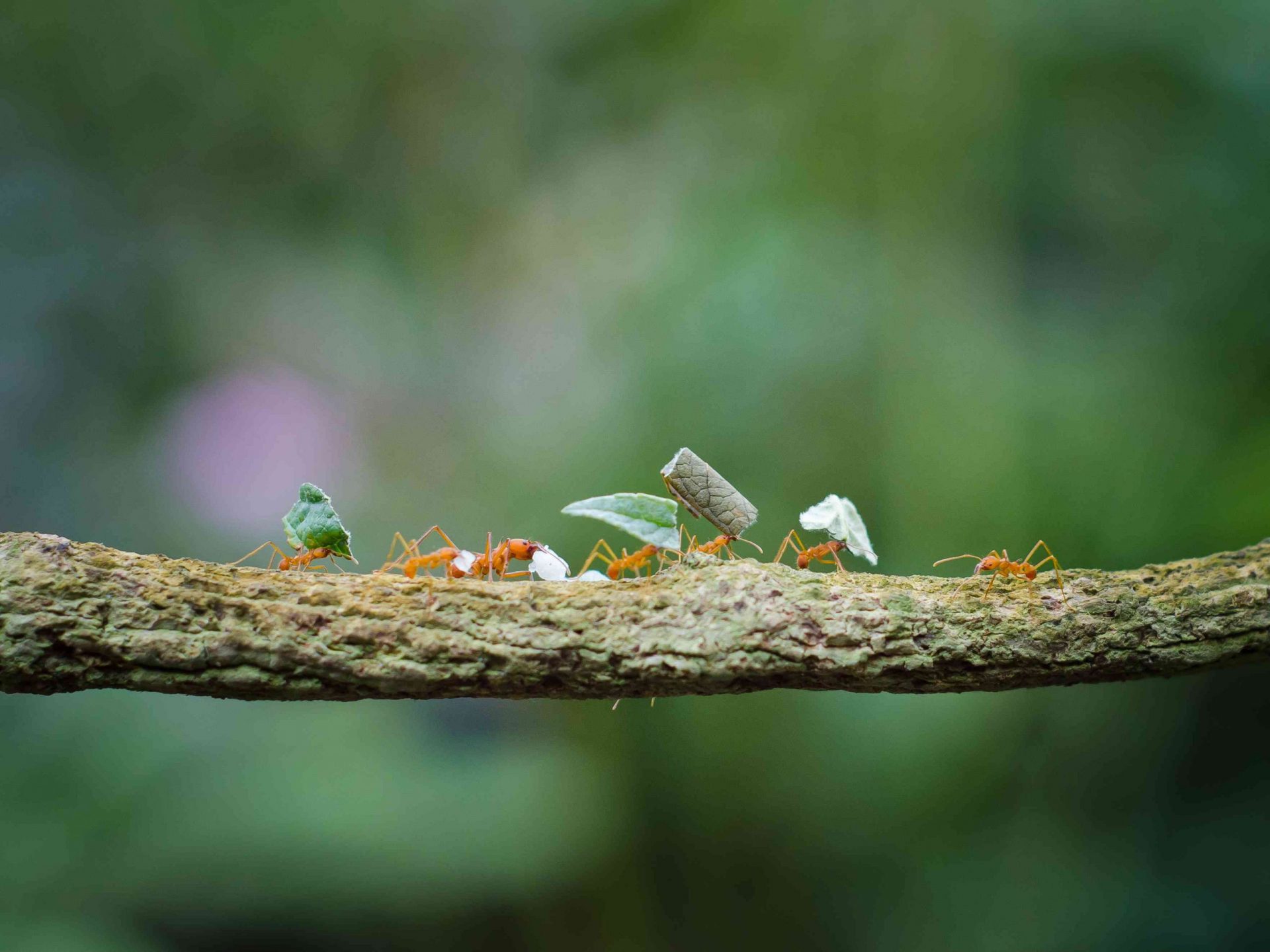 Hormigas cortadoras de hojas en una rama