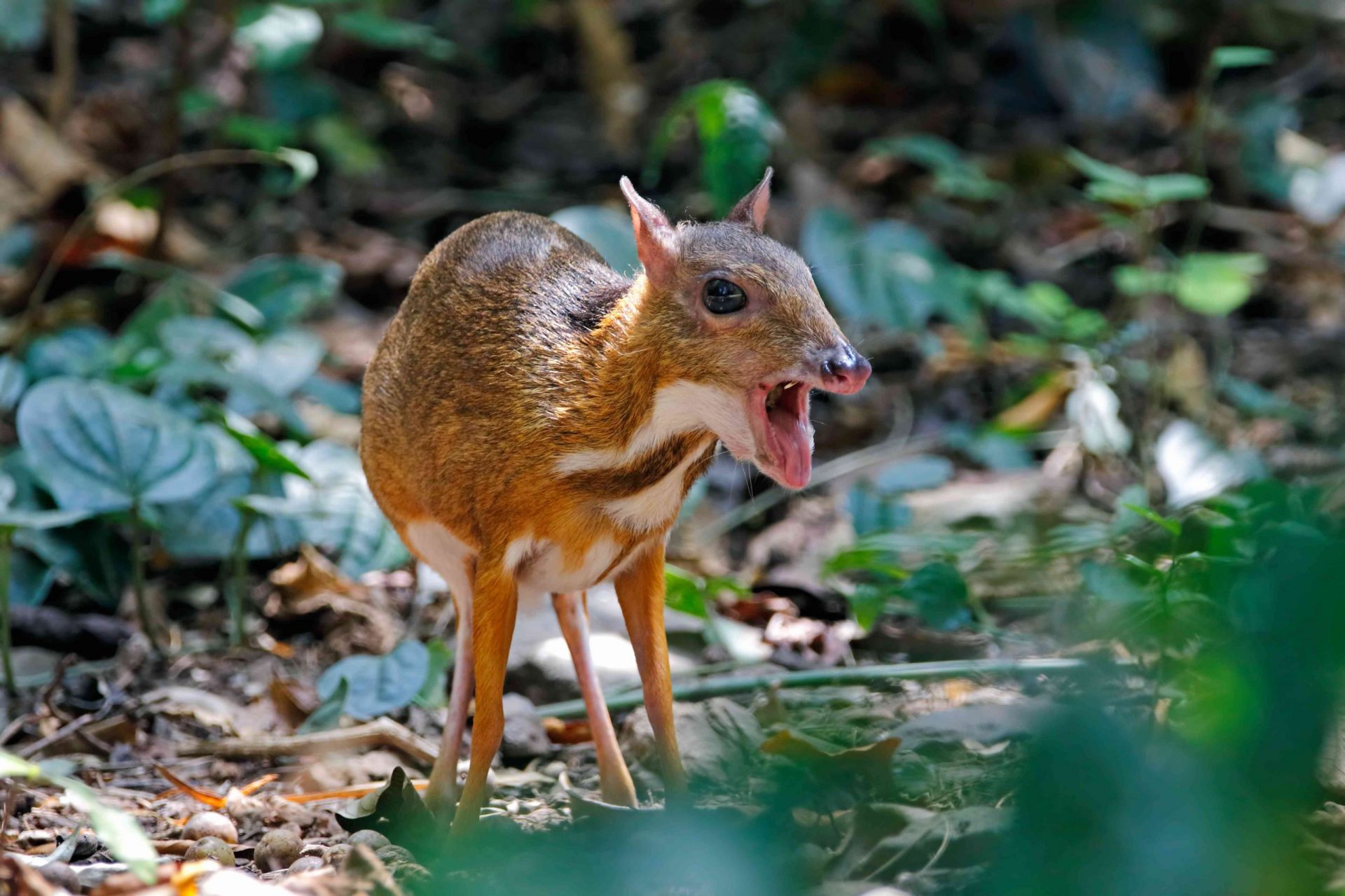 Ciervo ratón menor Tragulus kanchil en el bosque