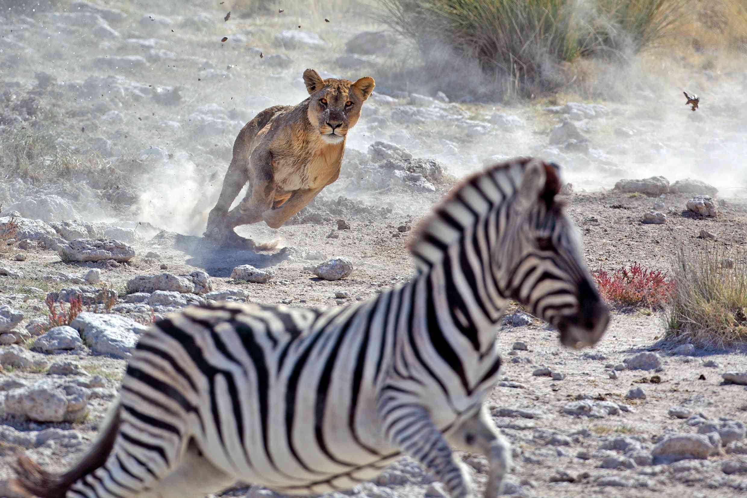 León cazando cebras