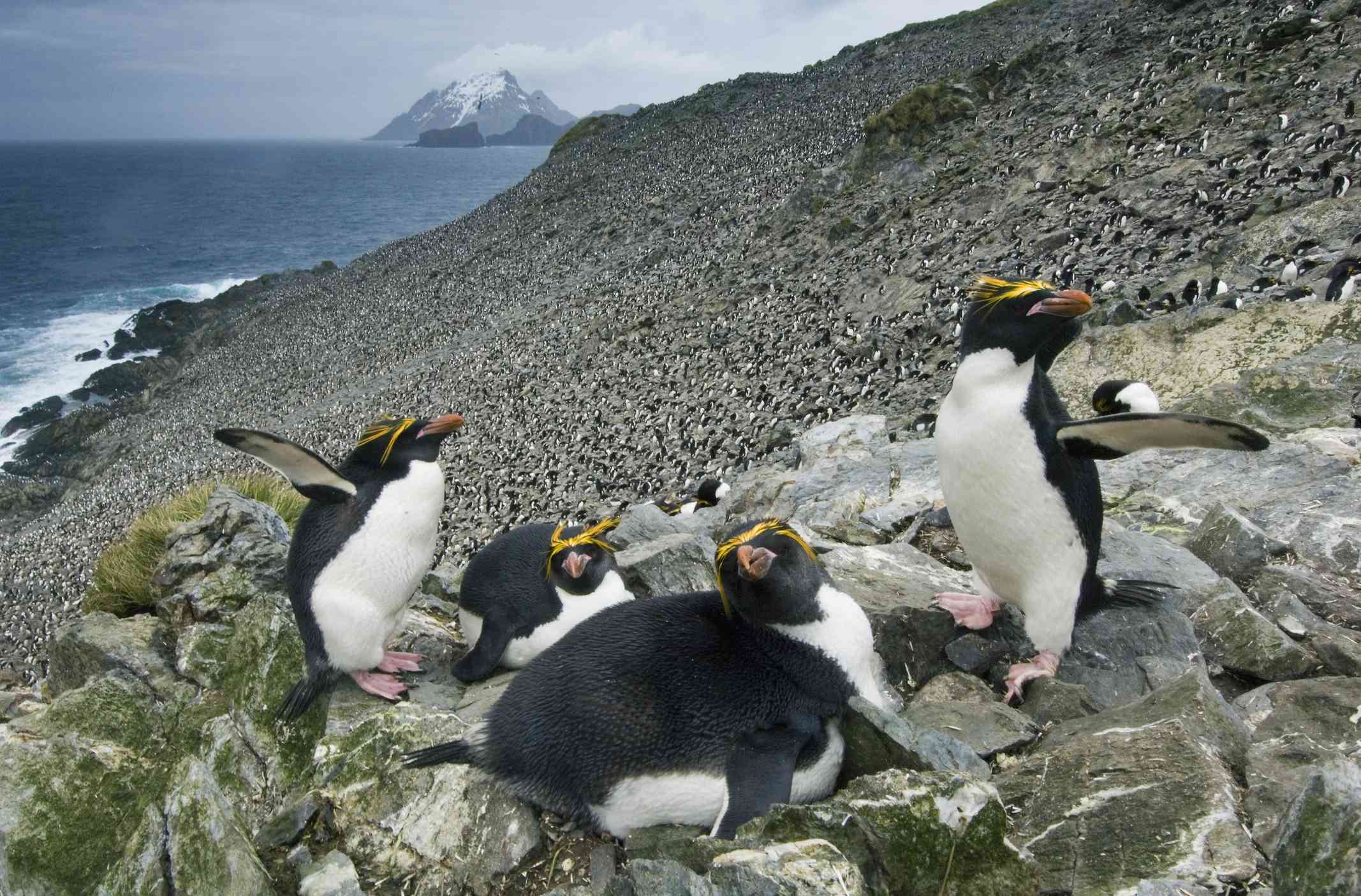 Cuatro pingüinos macarrones en una costa rocosa
