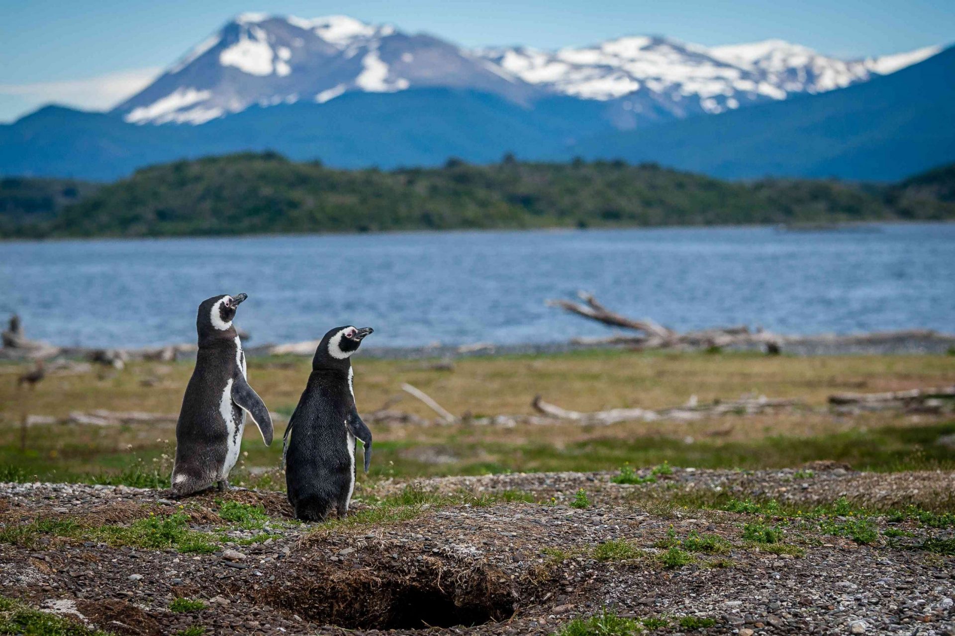 Dos pingüinos de Magallanes sentados en una costa cubierta de hierba frente a una masa de agua y vistas a la montaña