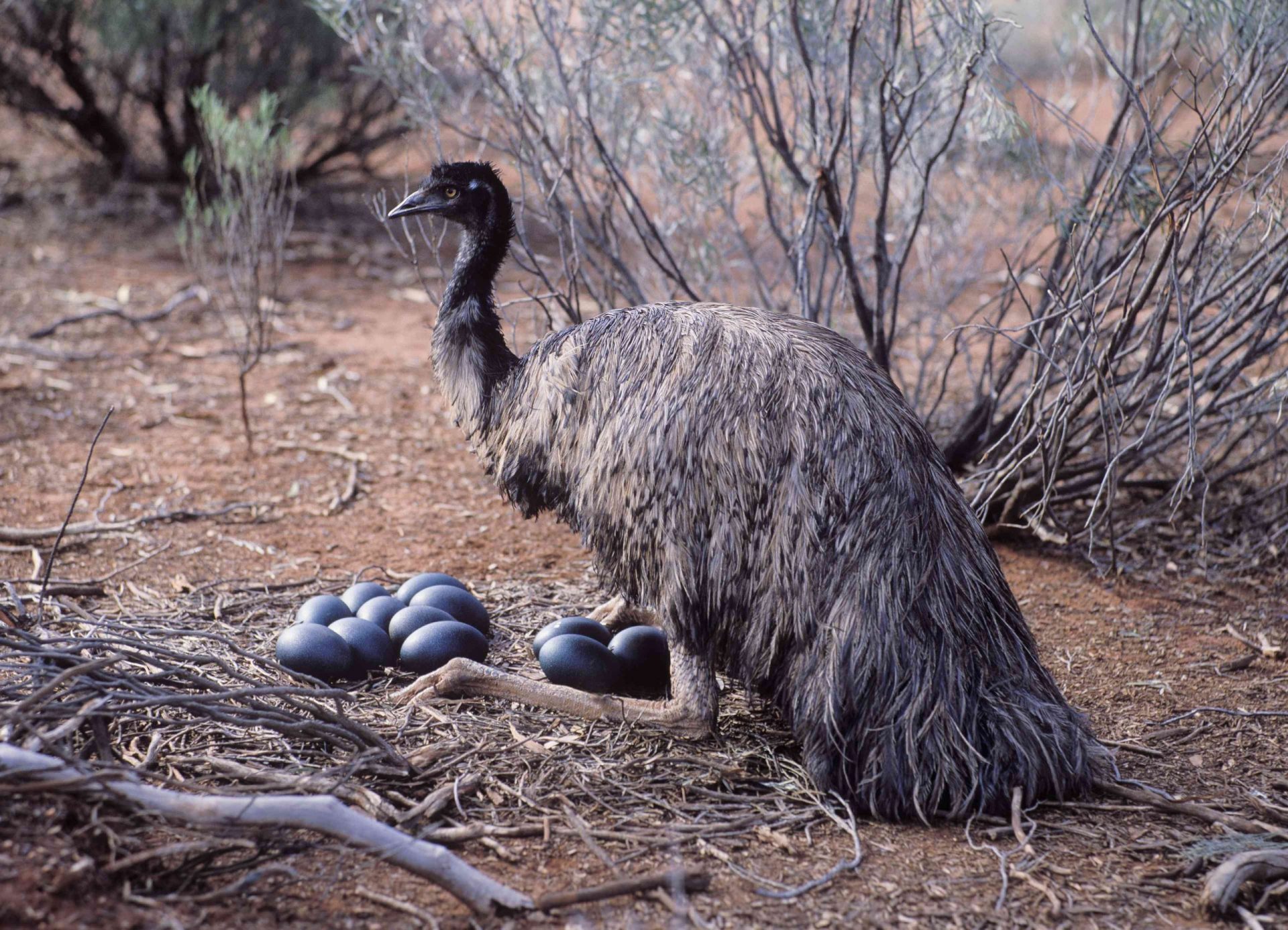 emú macho sentado con huevos en su nido