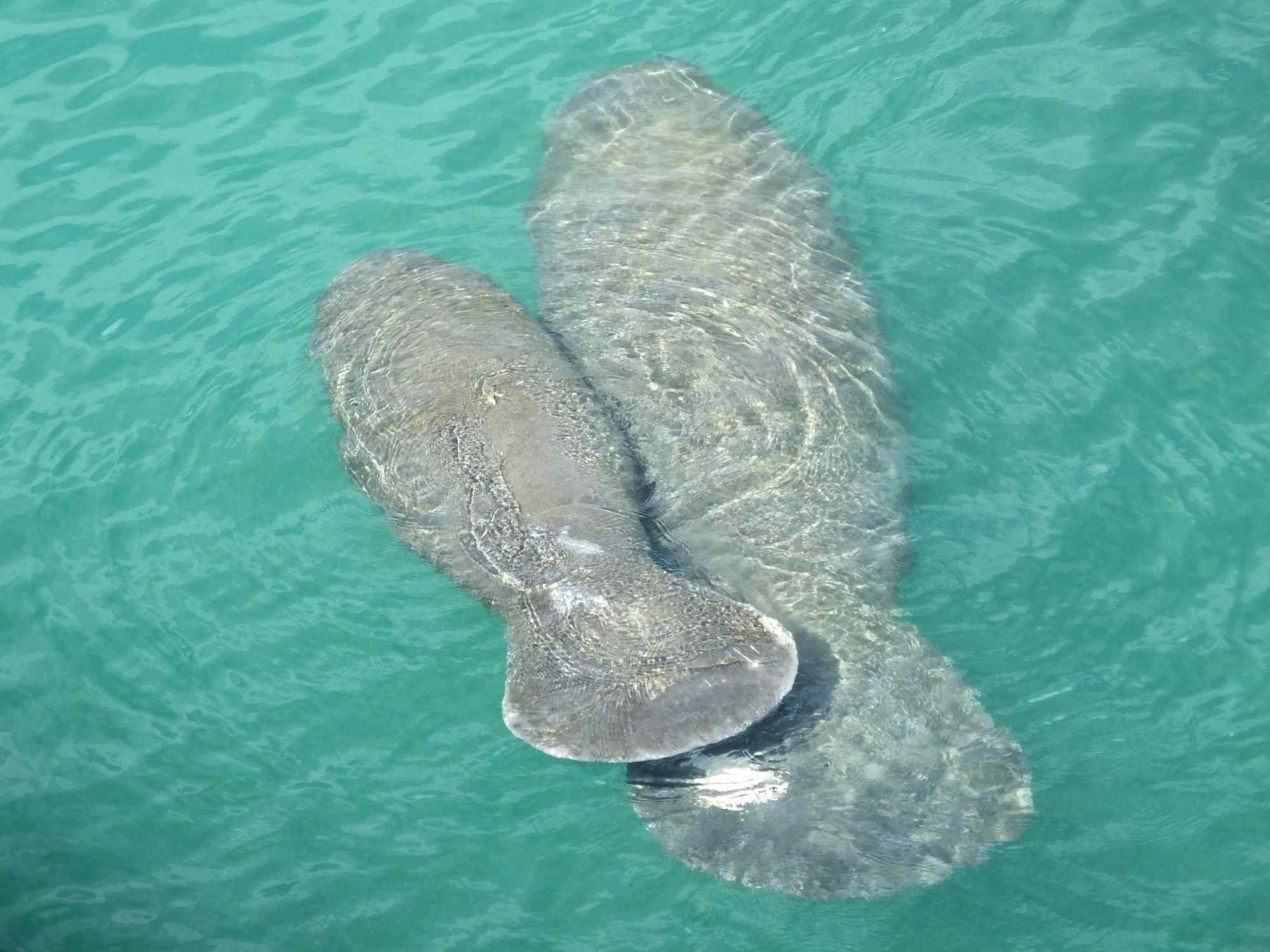 mamá y cría de manatí nadando, vistas desde arriba del agua clara