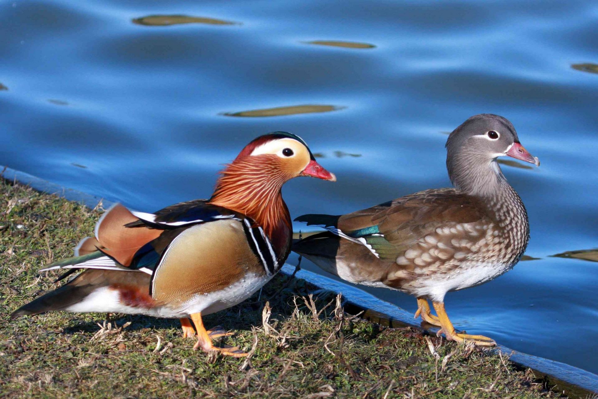 pato mandarín macho de colores y hembra gris de pie en la orilla del lago