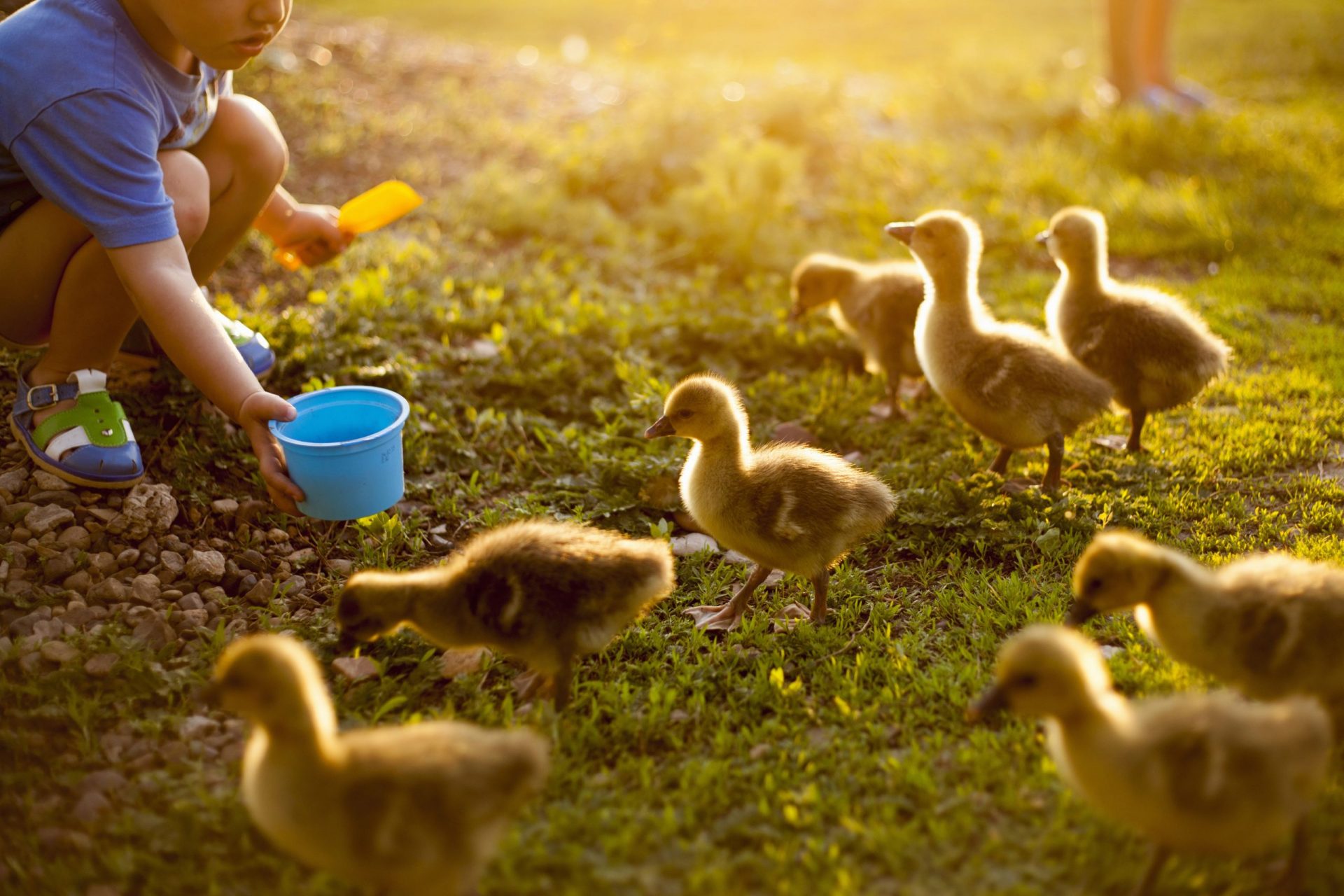 Un niño alimentando patos en una granja