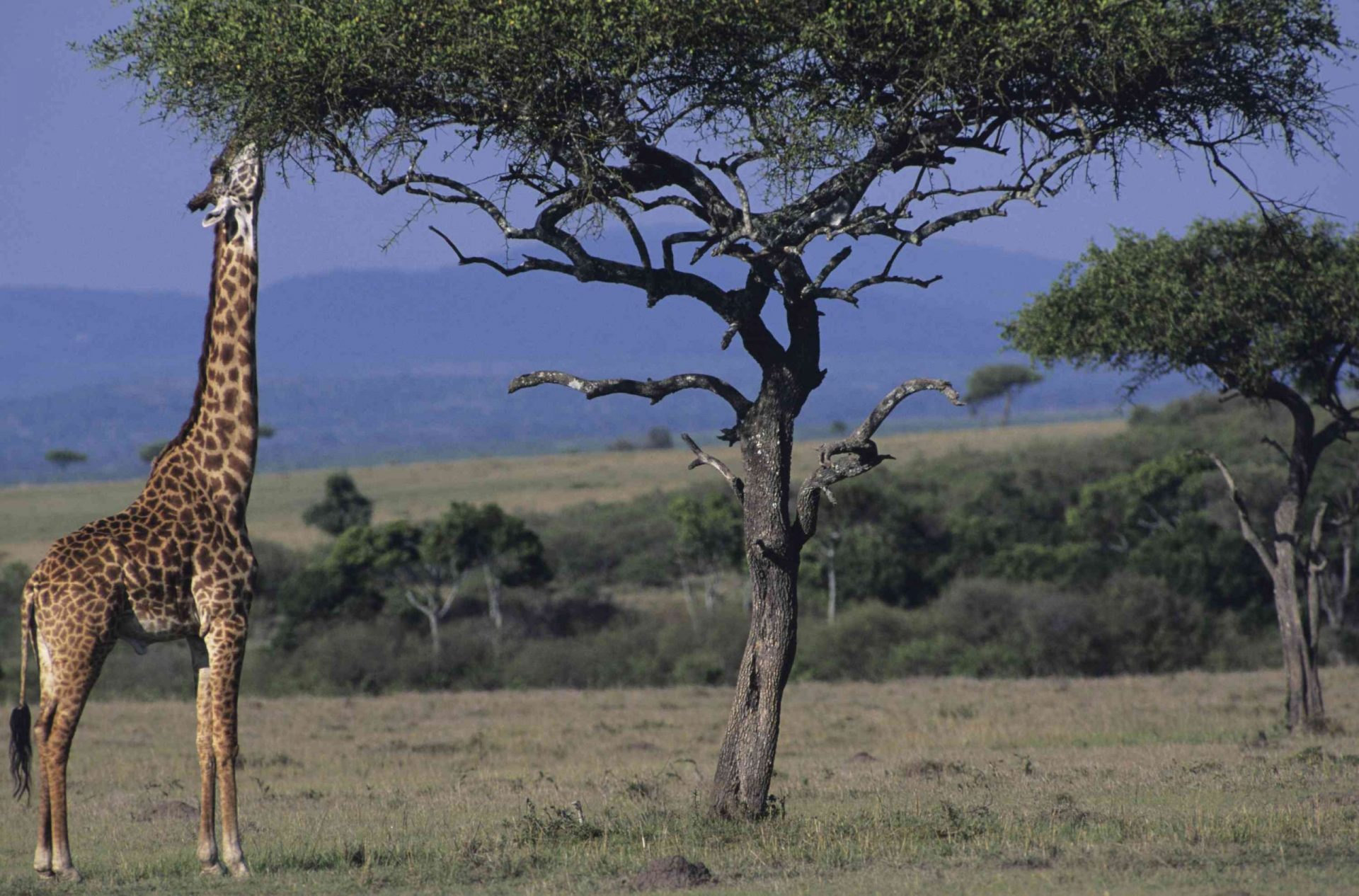 La jirafa de los Masai en Kenia se levanta para comer hojas de un árbol