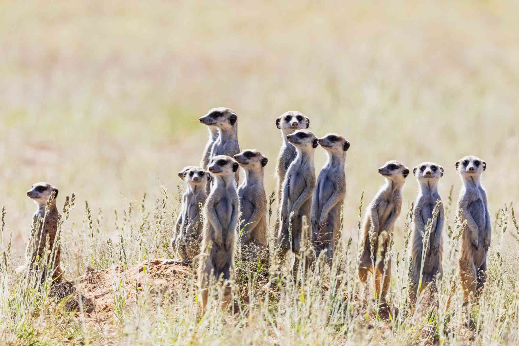 manada de suricatas