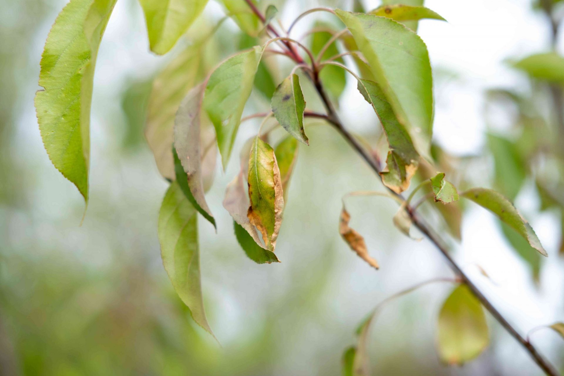 imagen de cerca de una rama de árbol poco saludable con hojas arrugadas y amarillentas