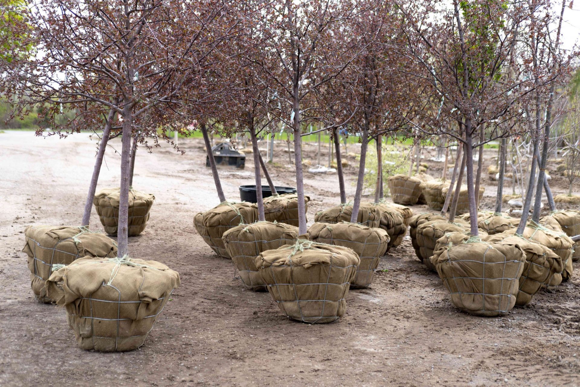 grupo de árboles jóvenes en bolsas de raíces portátiles listos para el trasplante/plantación