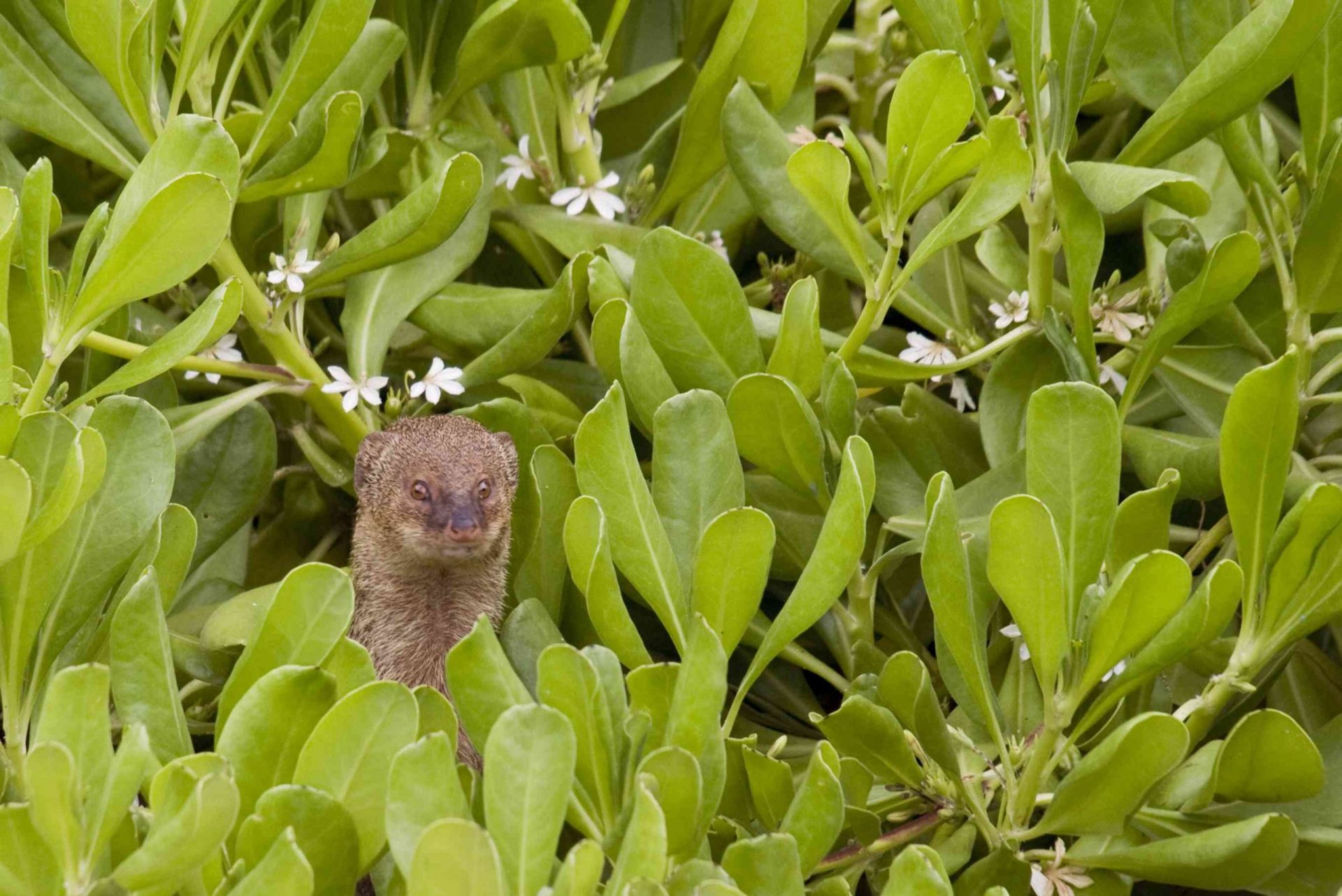mangosta invasora en Hawai